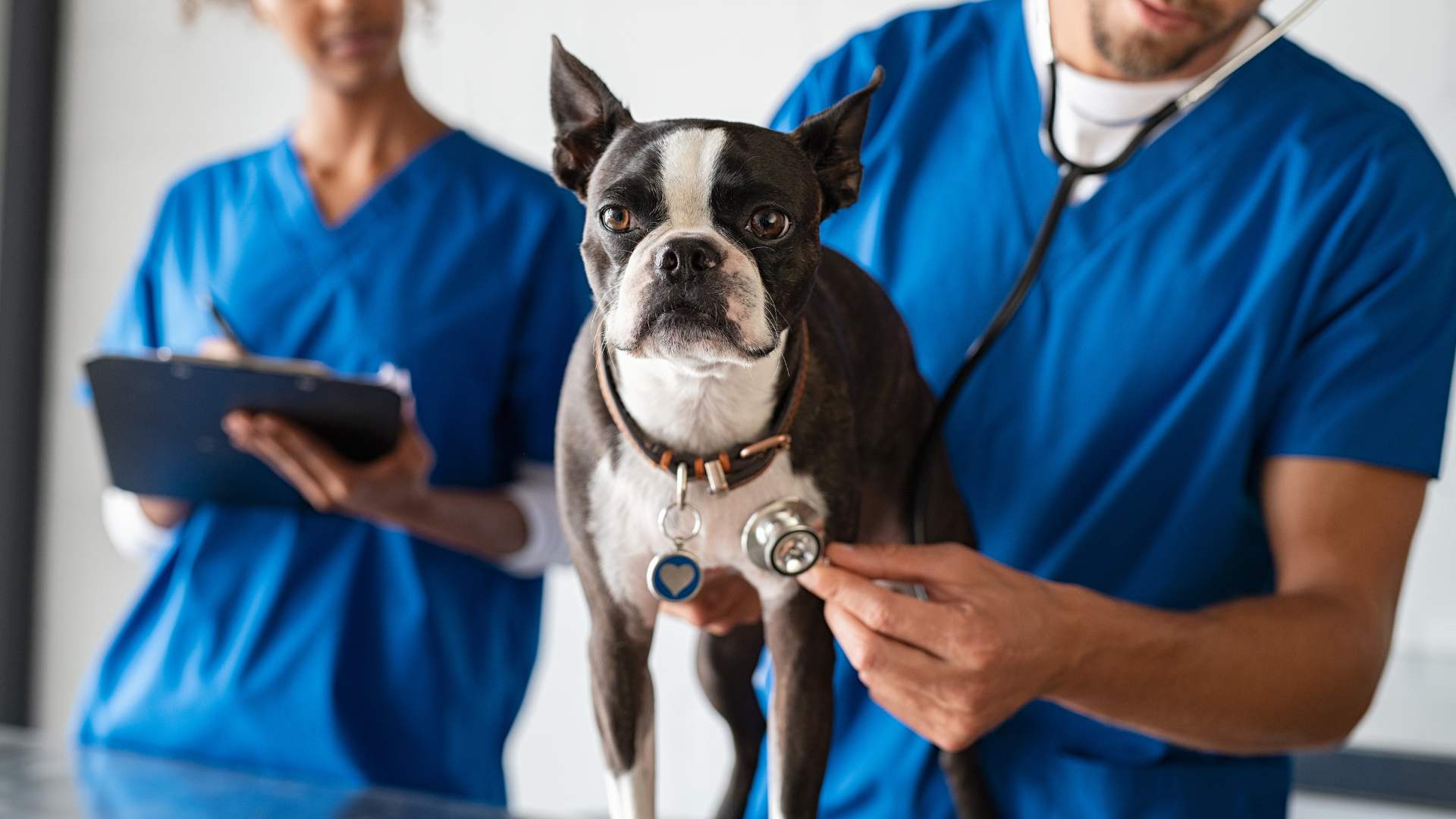 Vacunas para Perros: Cuáles Tienes que Ponerle