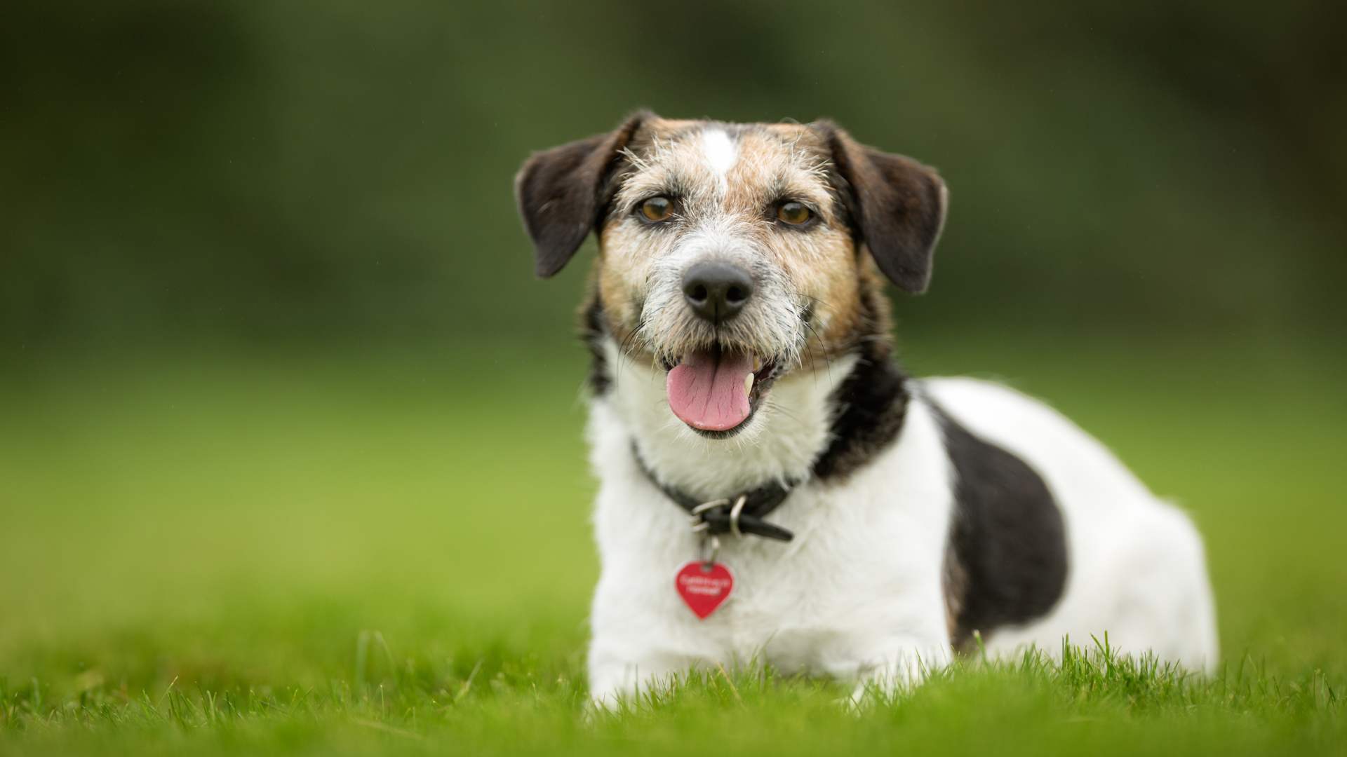 Por Qué los Perros Comen Pasto: Todas las Razones