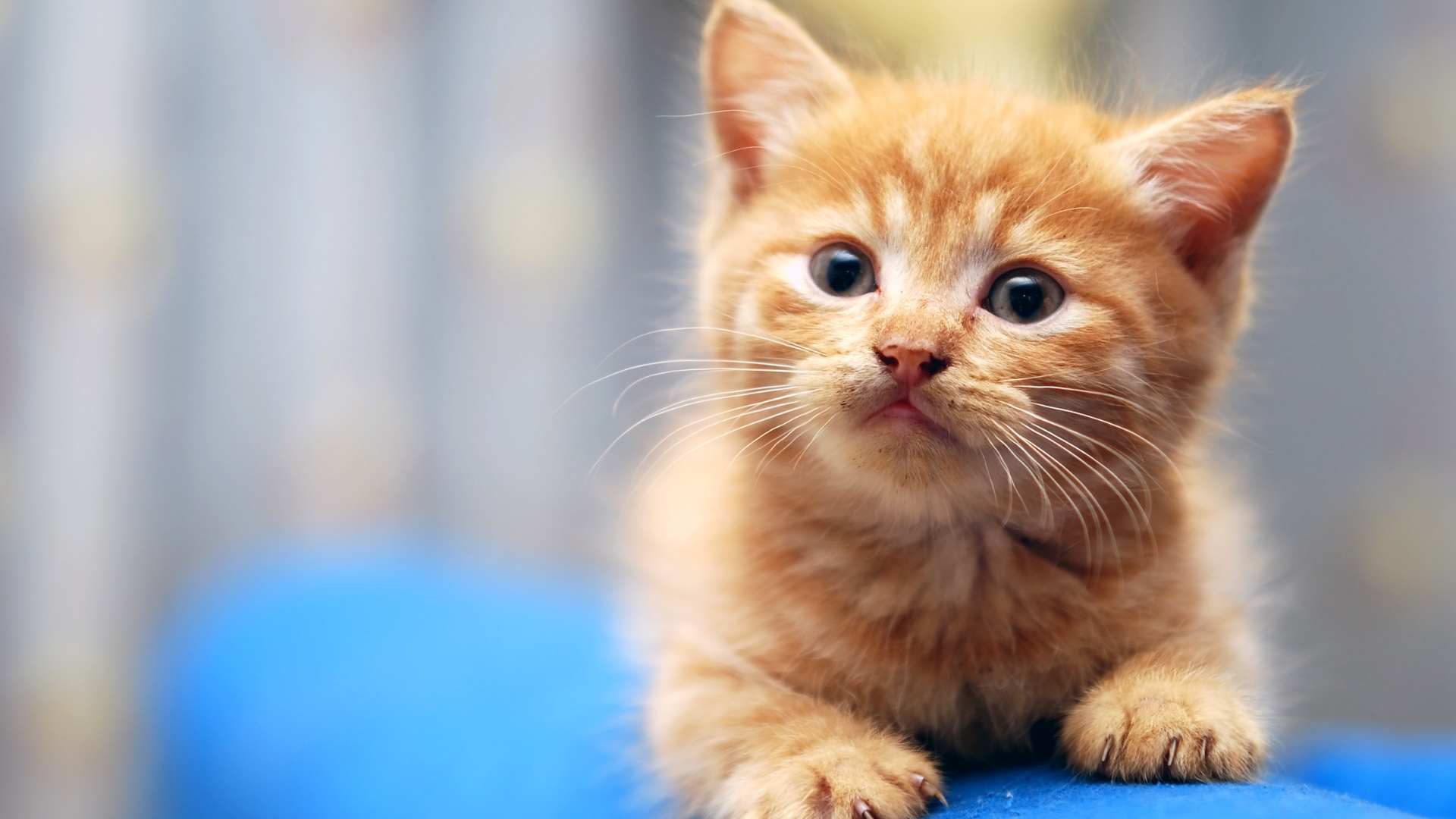 Cómo Saber el Sexo de un Gatito: Conoce si es Macho o Hembra