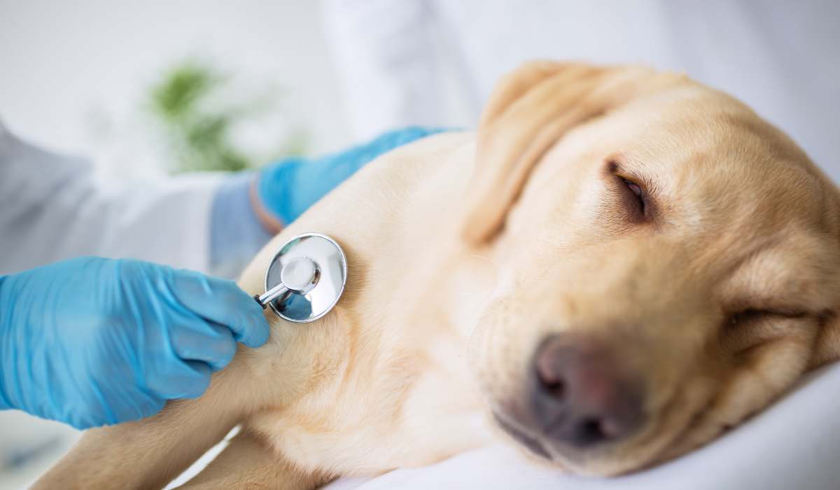 Gastritis en Perros
