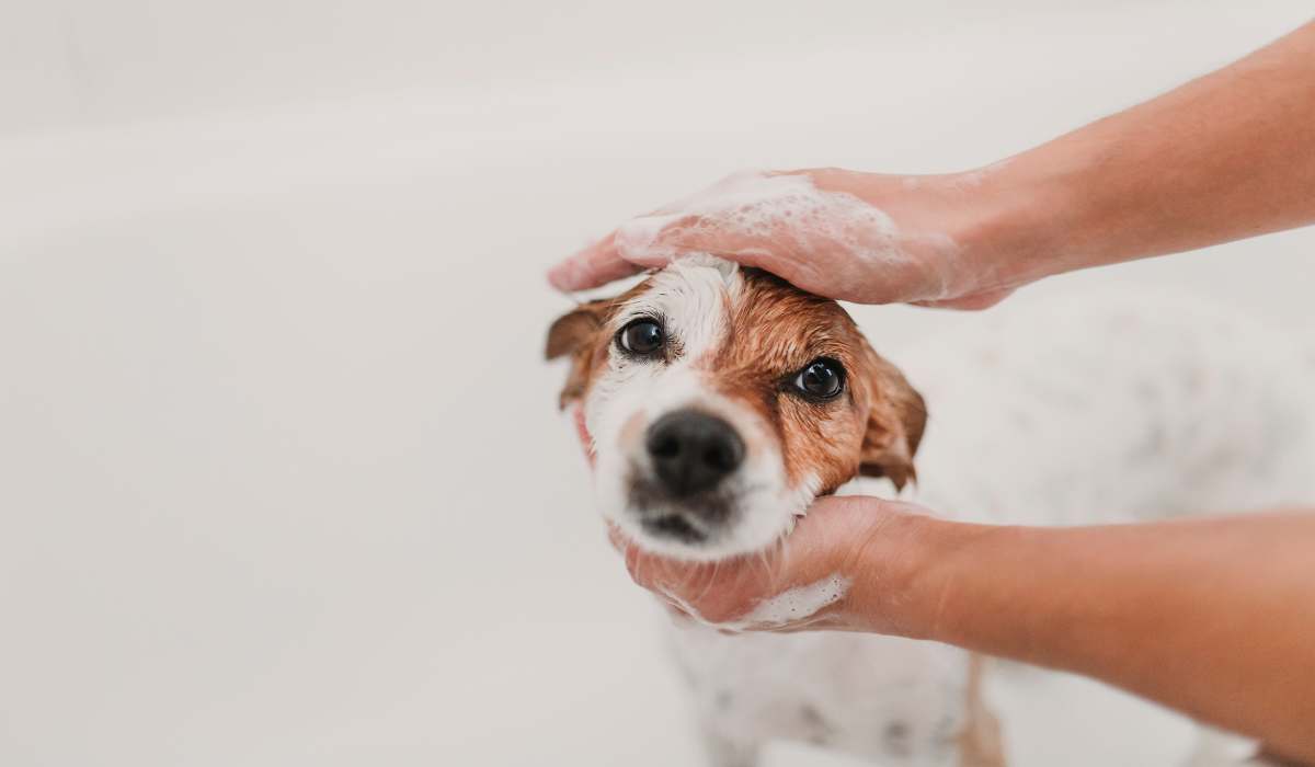 Cuándo se Puede Bañar a un Cachorro