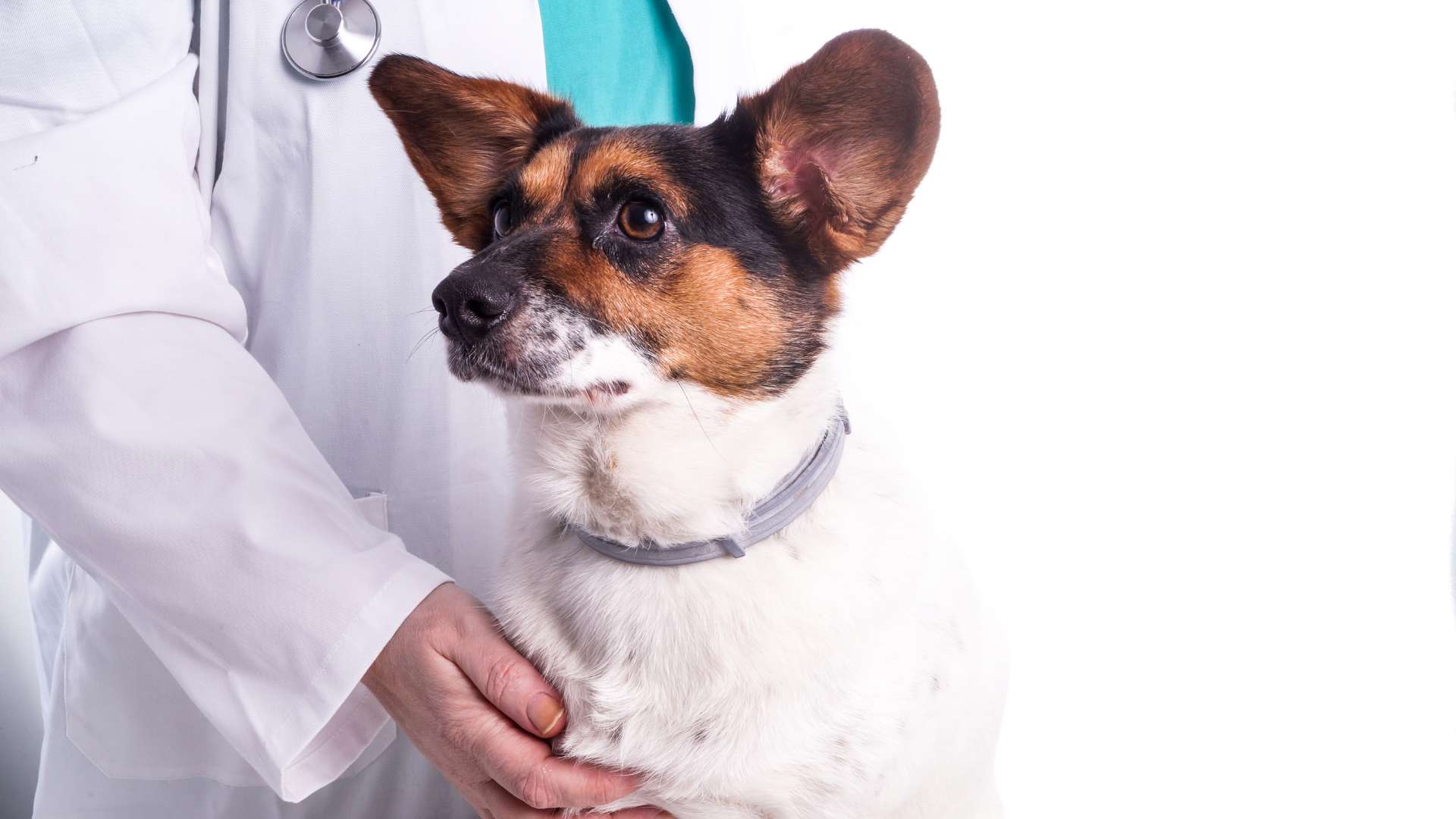 Mastocitoma en Perros: Cómo Identificarlo y Tratarlo