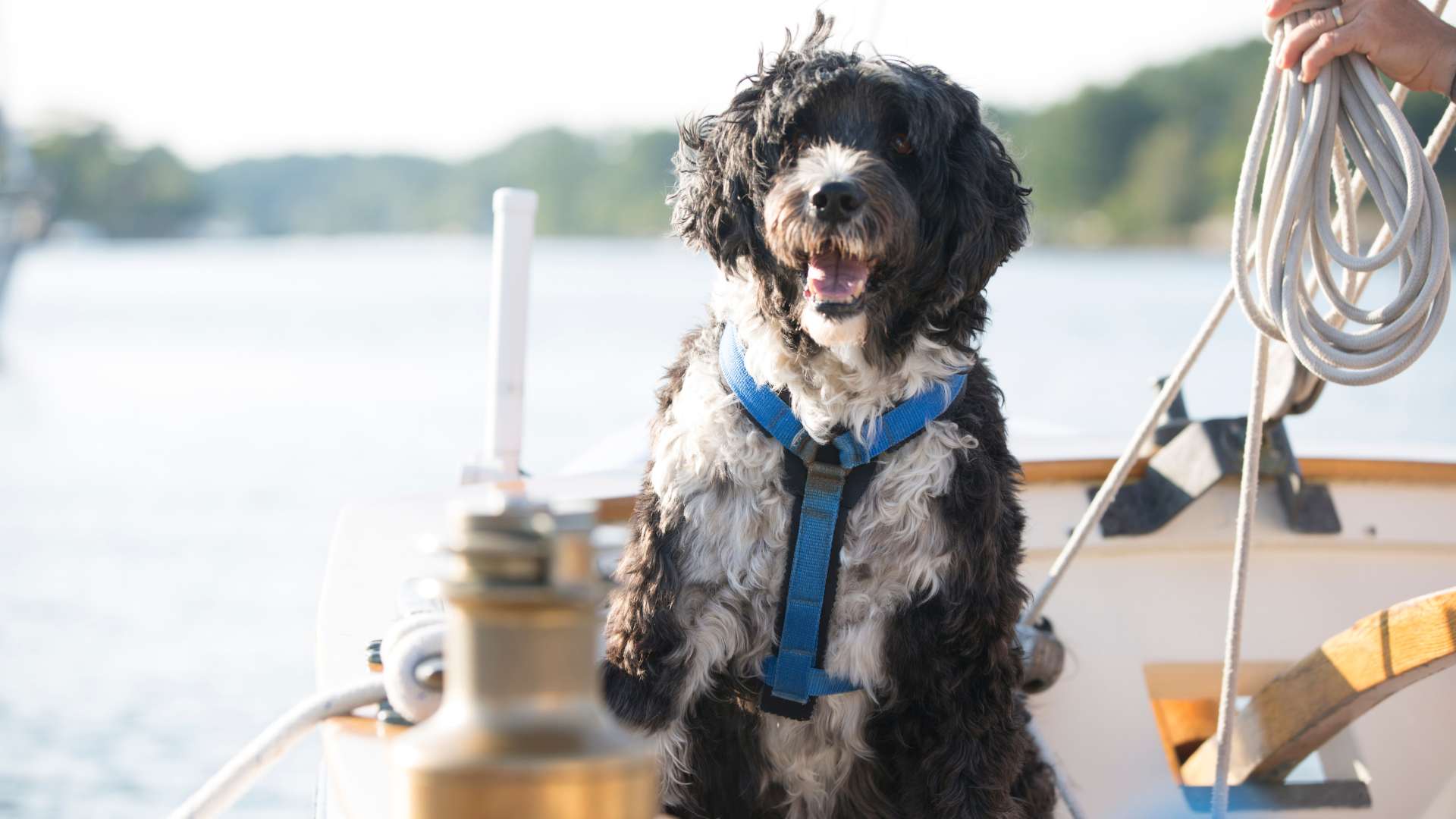 Perro de Agua Portugues: Todo Sobre Esta Raza