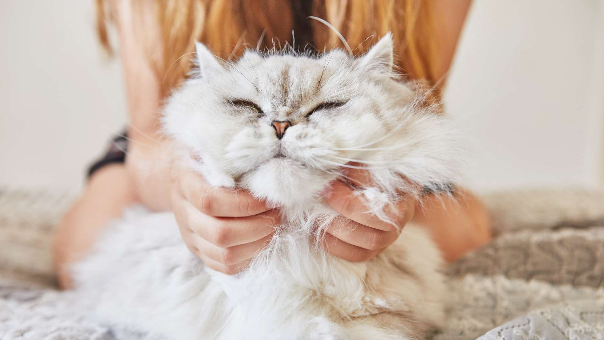 ¿Qué Perciben los Gatos de las Personas?