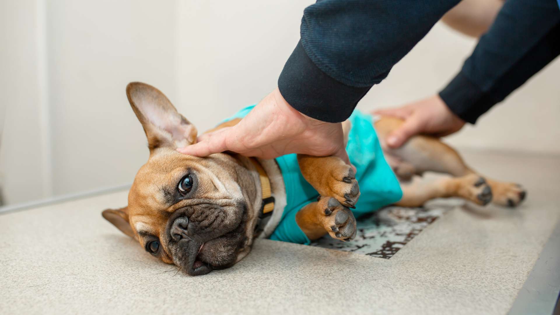 Picaduras de Araña en Perros: Síntomas y Tratamiento