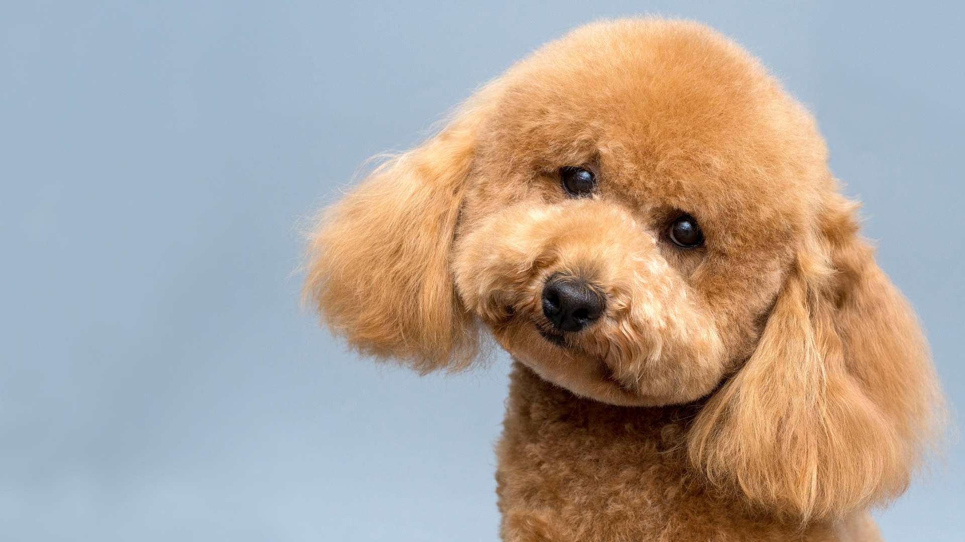 Nombres Para Perros Poodles: Las Mejores Ideas