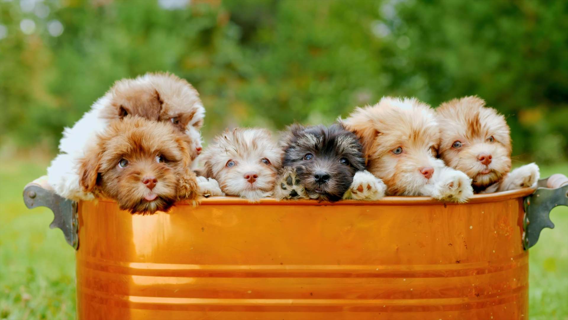 ShihPoo: Todo Sobre Esta Raza