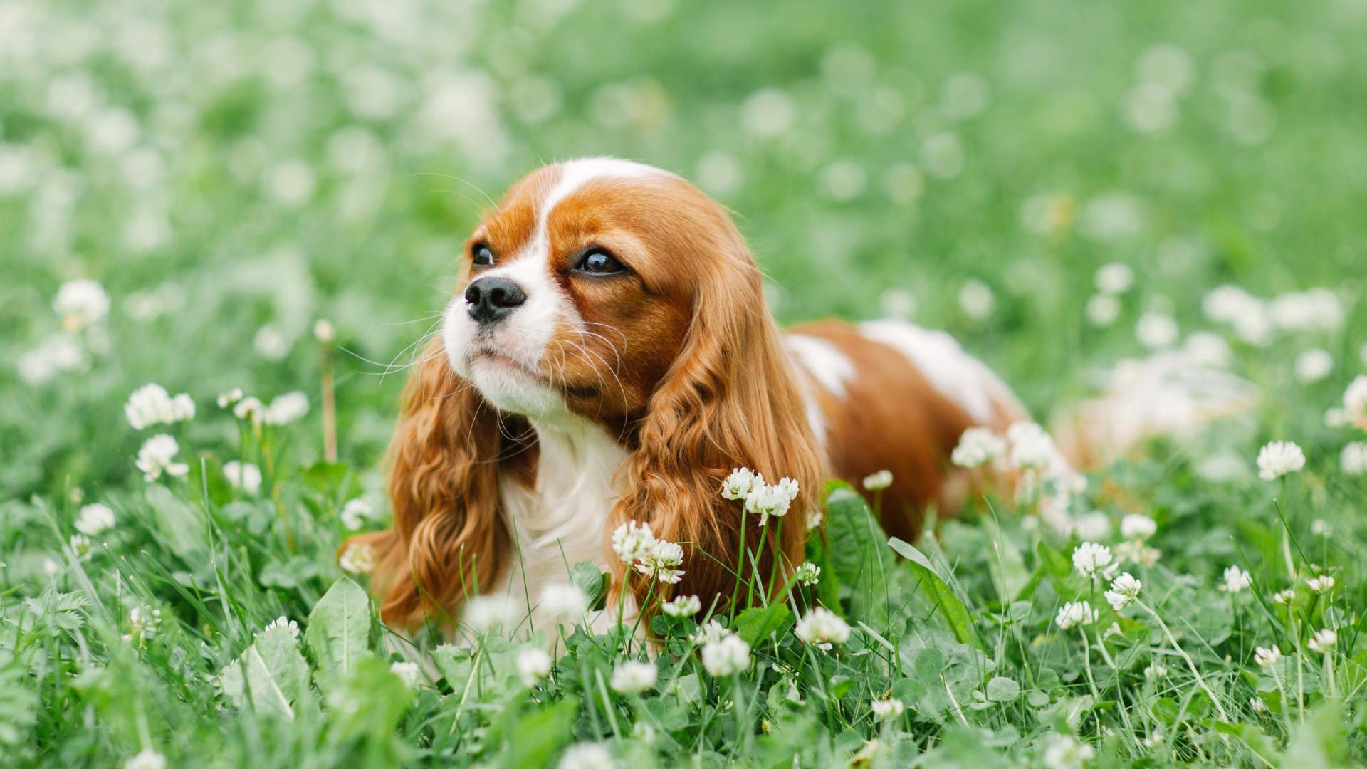 Razas Enanas de Perros: Cuáles Debes Conocer