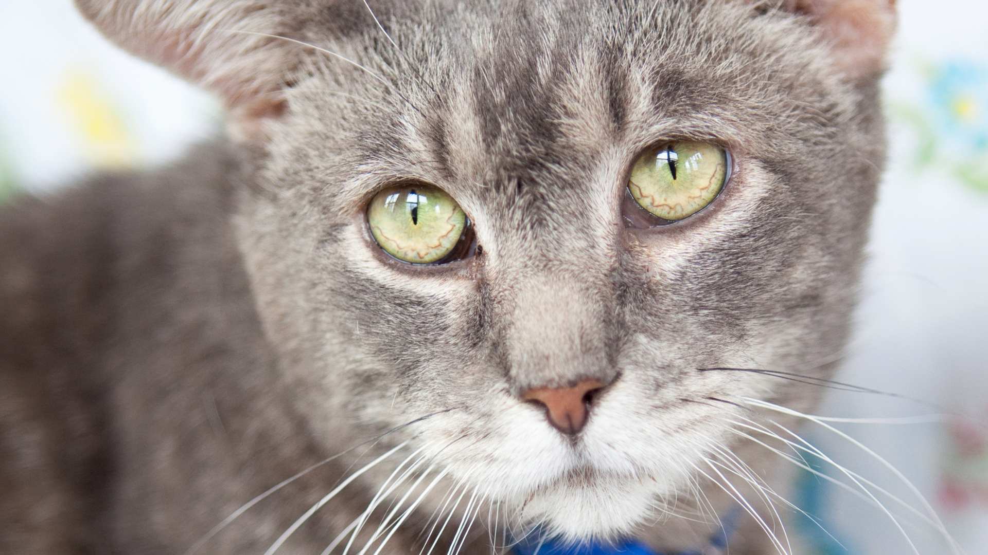 Mi Gato Está Decaído: Causas, Síntomas y Tratamiento