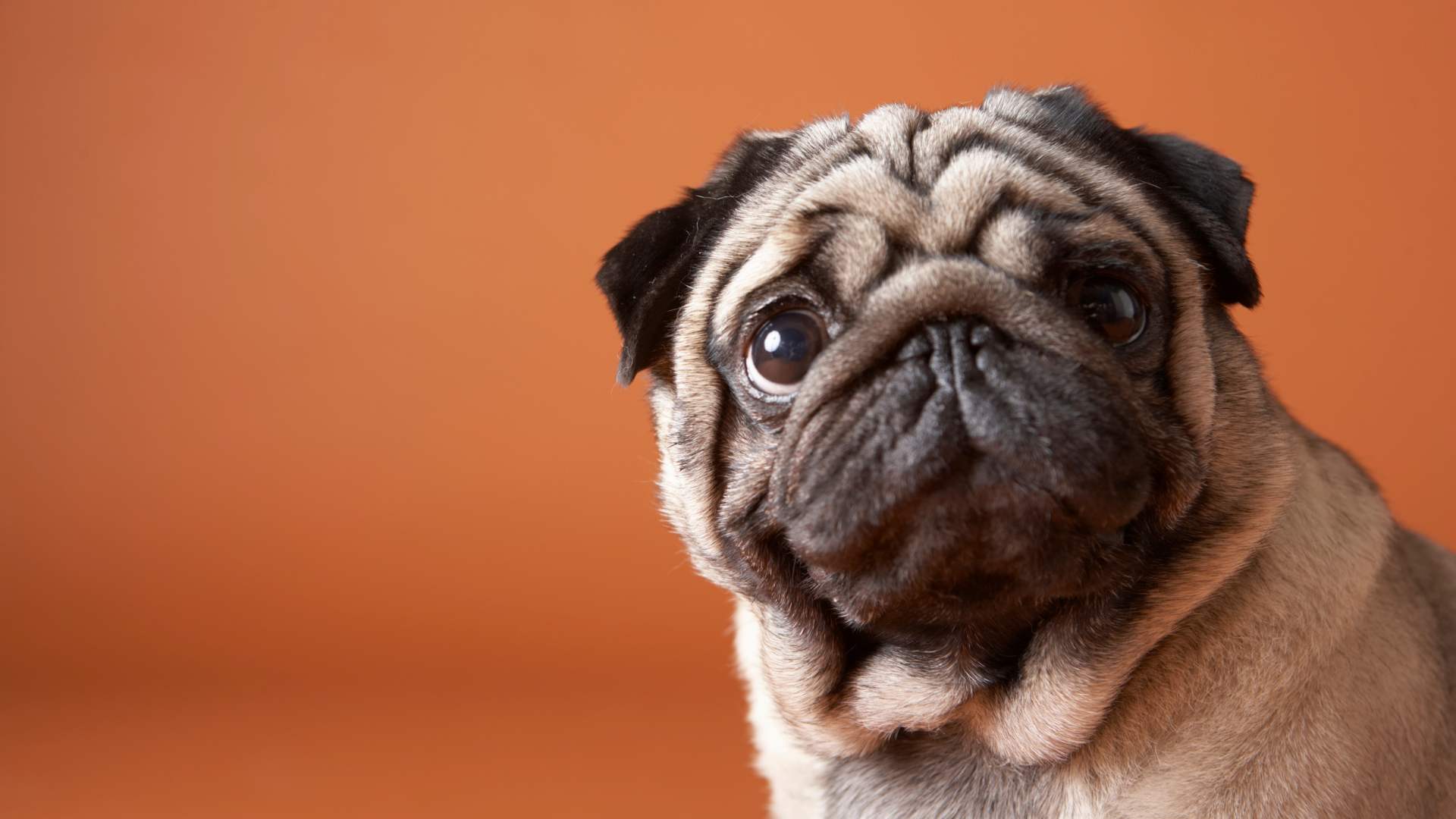 Foliculitis en Perros: Causas, Síntomas y Tratamiento