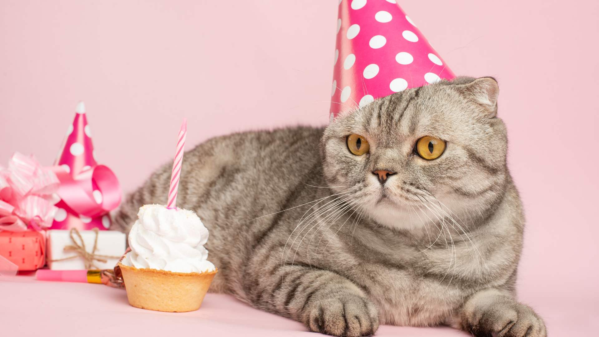 Torta para Gatos: Cómo Hacerle un Premio