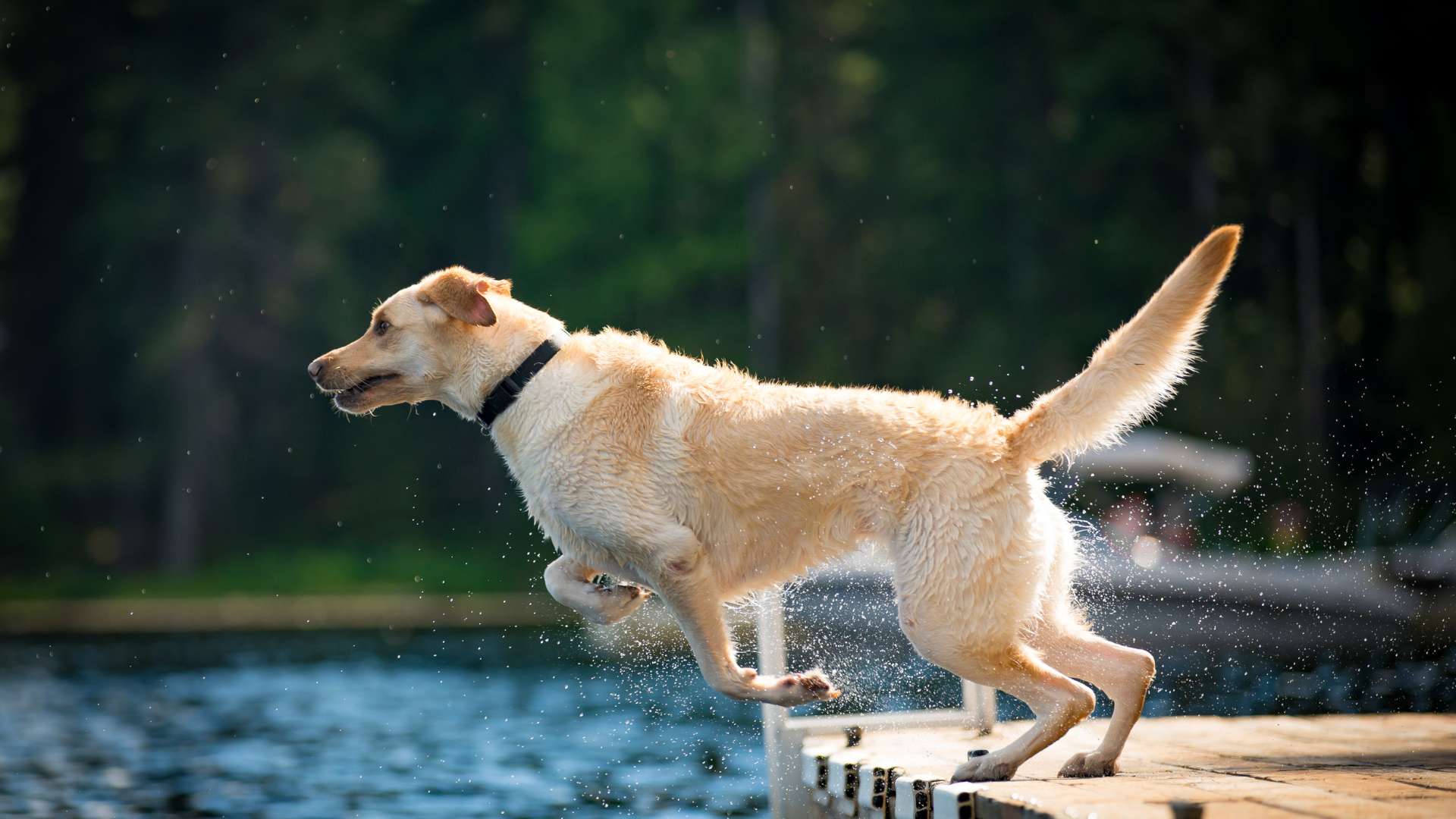 Golden Lab: Todo Sobre Esta Raza de Perro