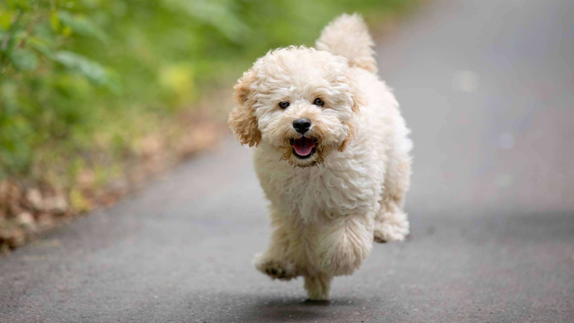 Poodle Maltés: Todo Sobre Esta Raza de Perro