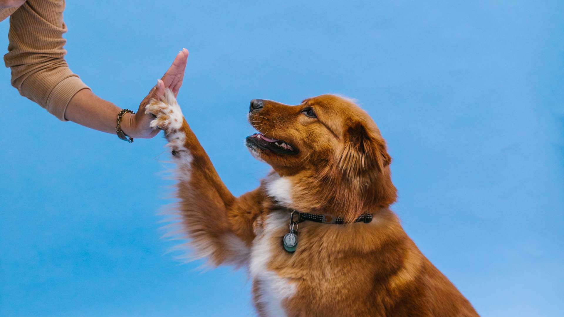Cómo Adiestrar a mi Perro: La Guía Paso a Paso