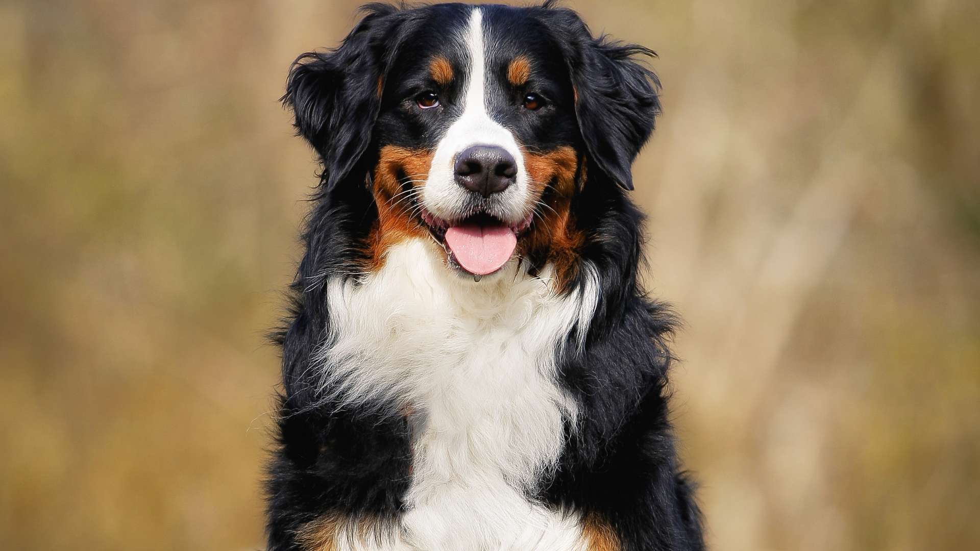 Bernés de Montaña: Todo Sobre Esta Raza de Perro