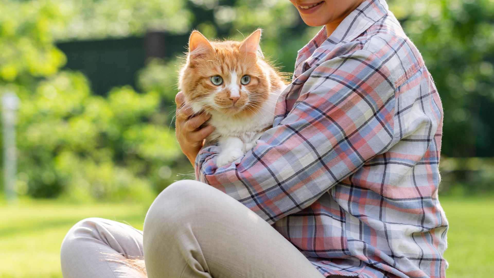 Años Gatunos: Cómo Calcular la Edad de tu Gato