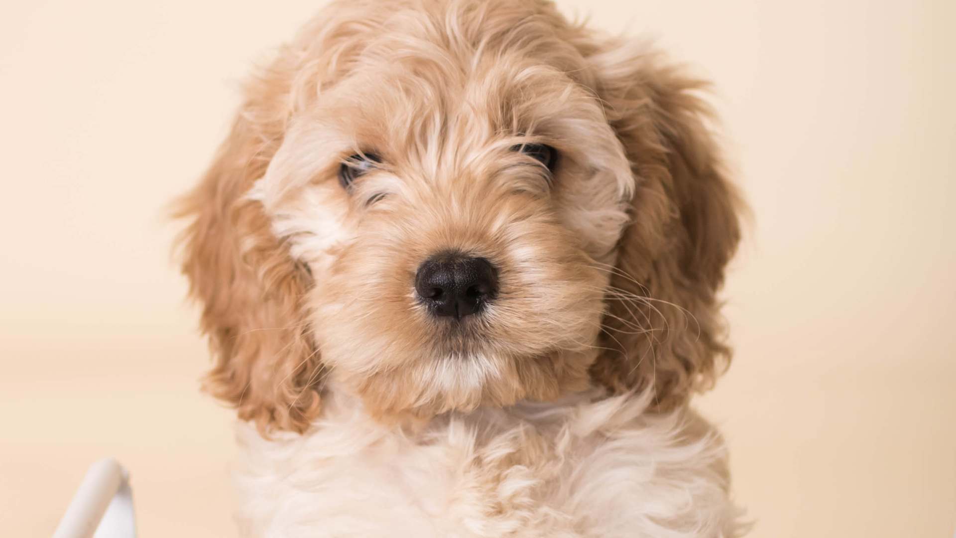 Cockapoo: Todo Sobre Esta Raza de Perro