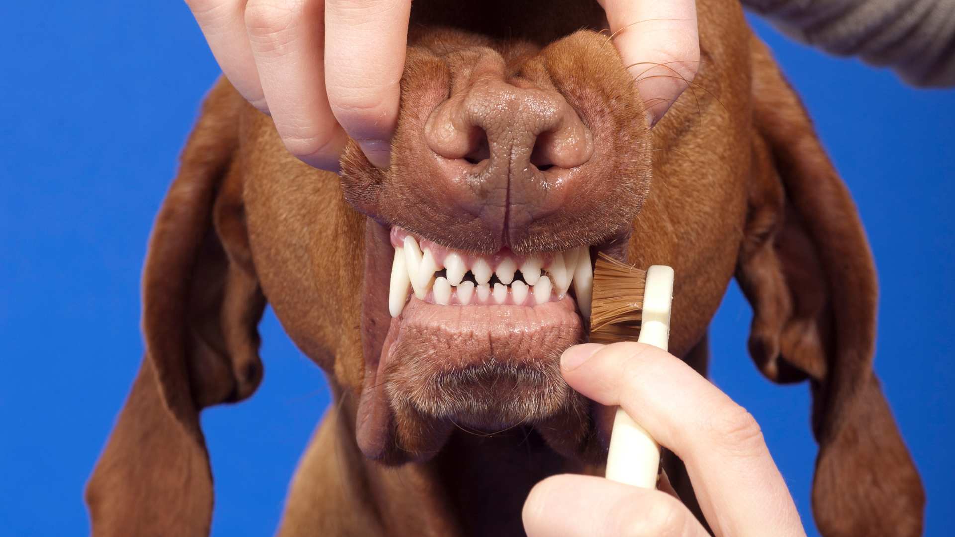Gingivitis en Perros: Causas, Síntomas y Tratamiento