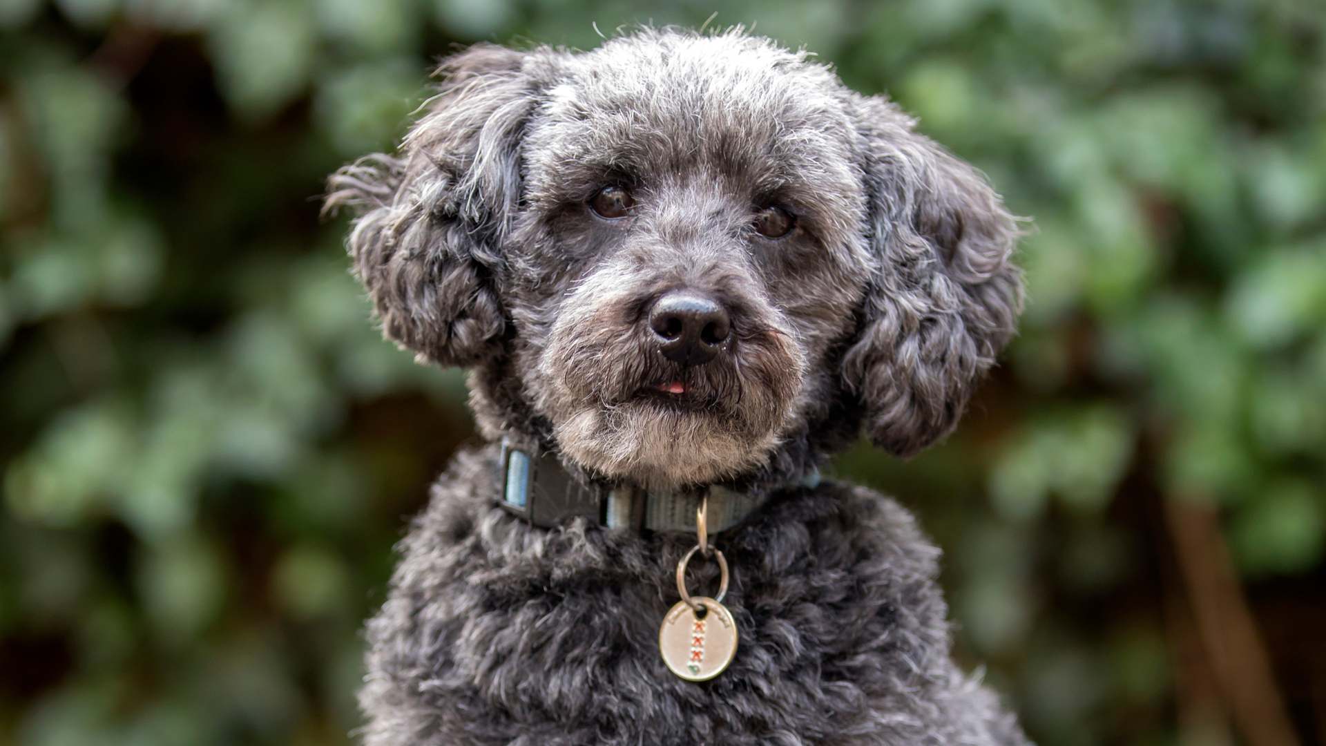 Schnoodle: Todo Sobre Esta Raza de Perro