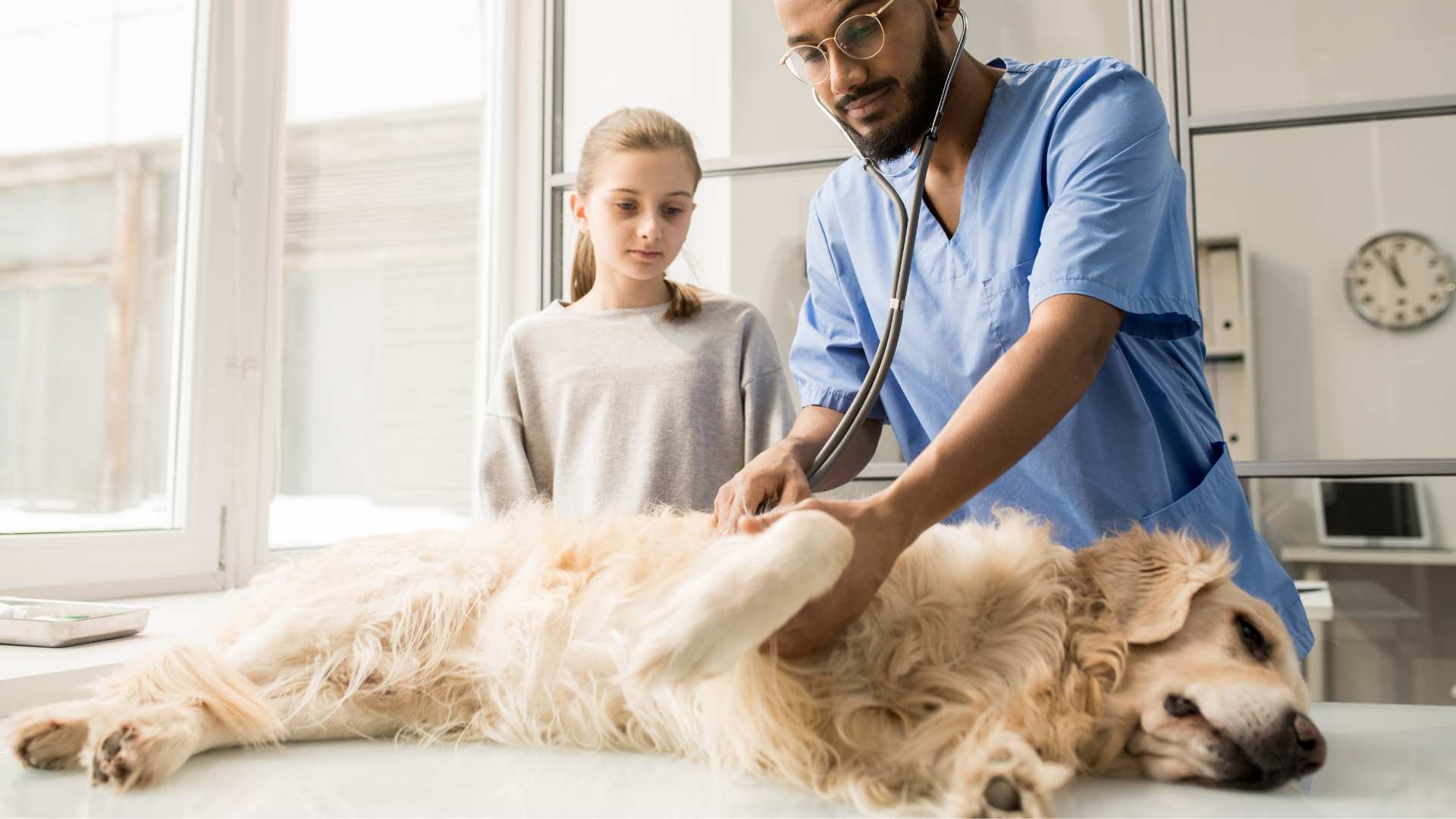 Mi Perro no Quiere Comer: Qué Puede Significar