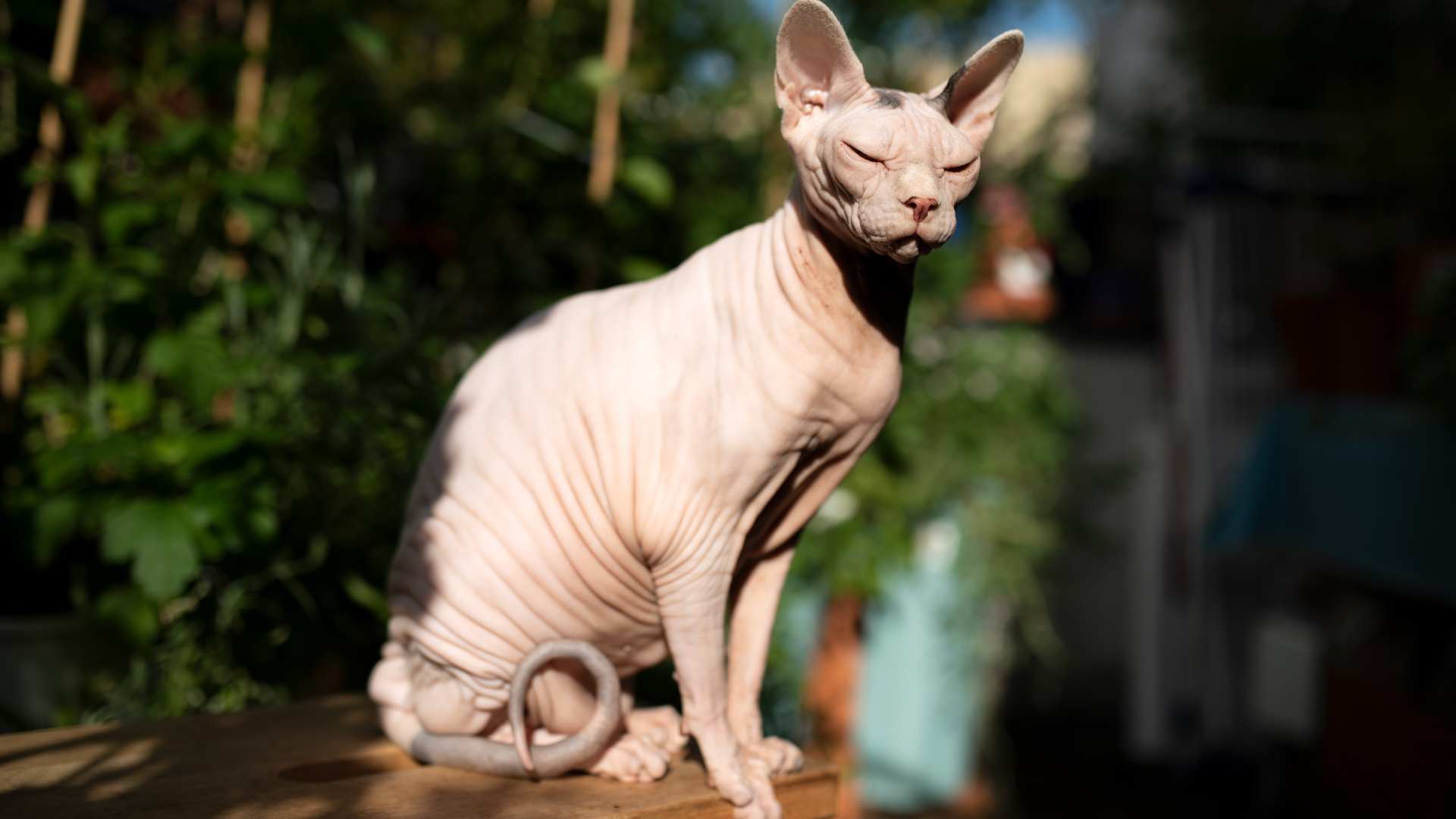 Acné Felino: Qué Es y Cuál Es su Tratamiento