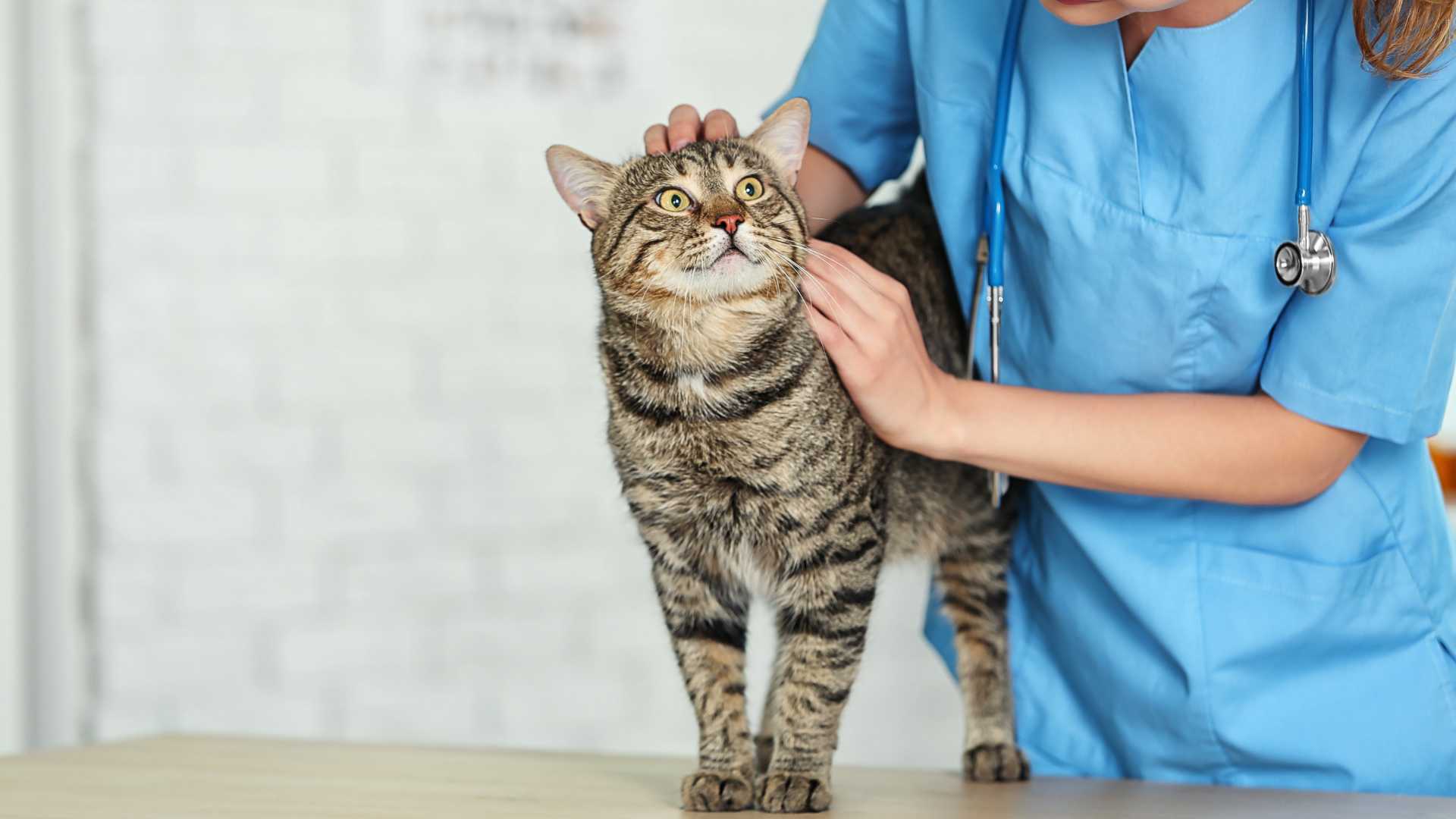 Absceso en Gatos: Causas, Síntomas y Tratamiento
