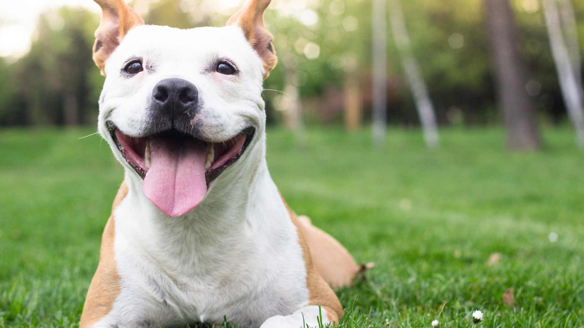 Ansiedad en Perros: Causas, Síntomas y Consecuencias
