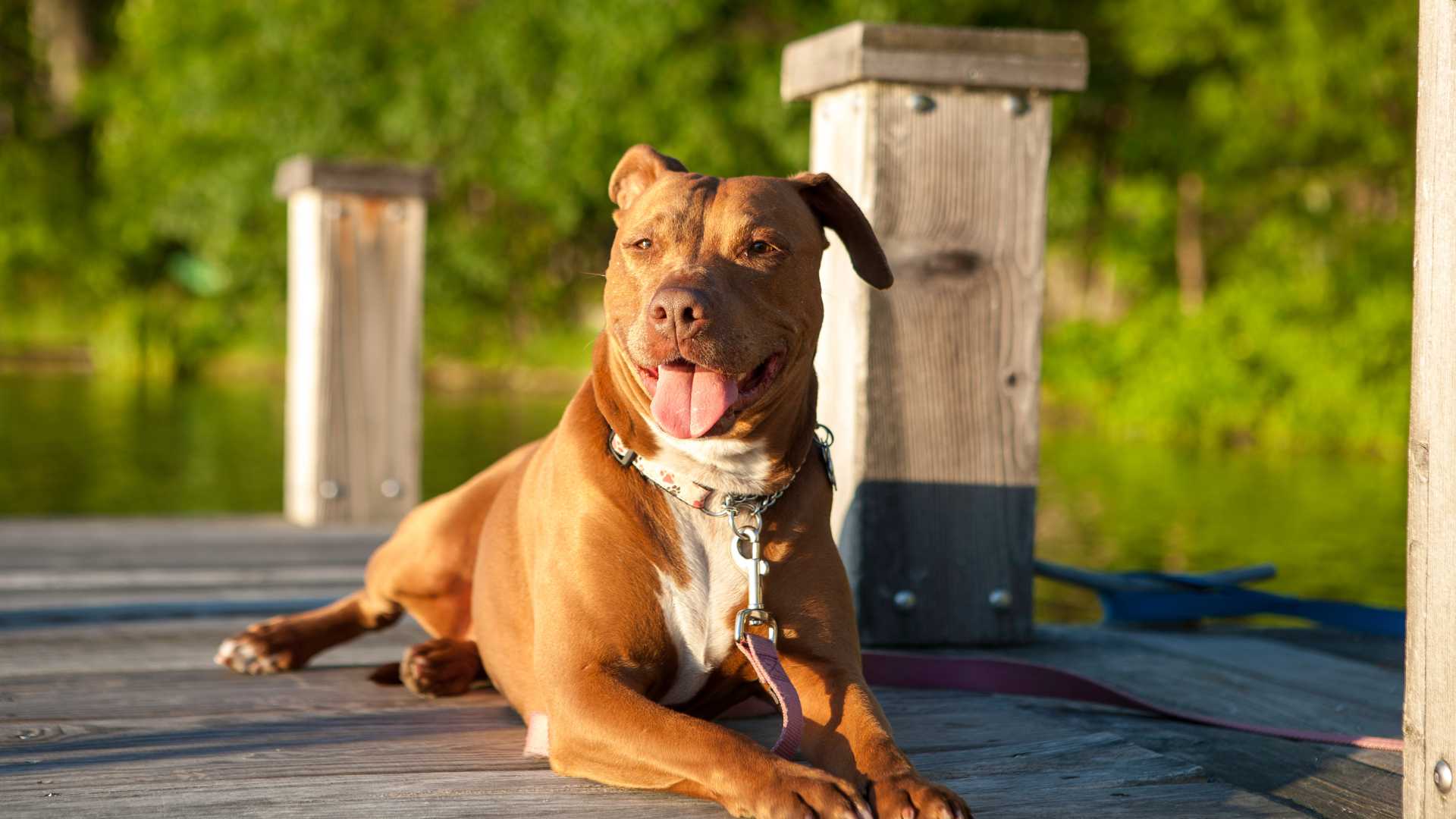 Pitbull Terrier: Todo Sobre esta Raza