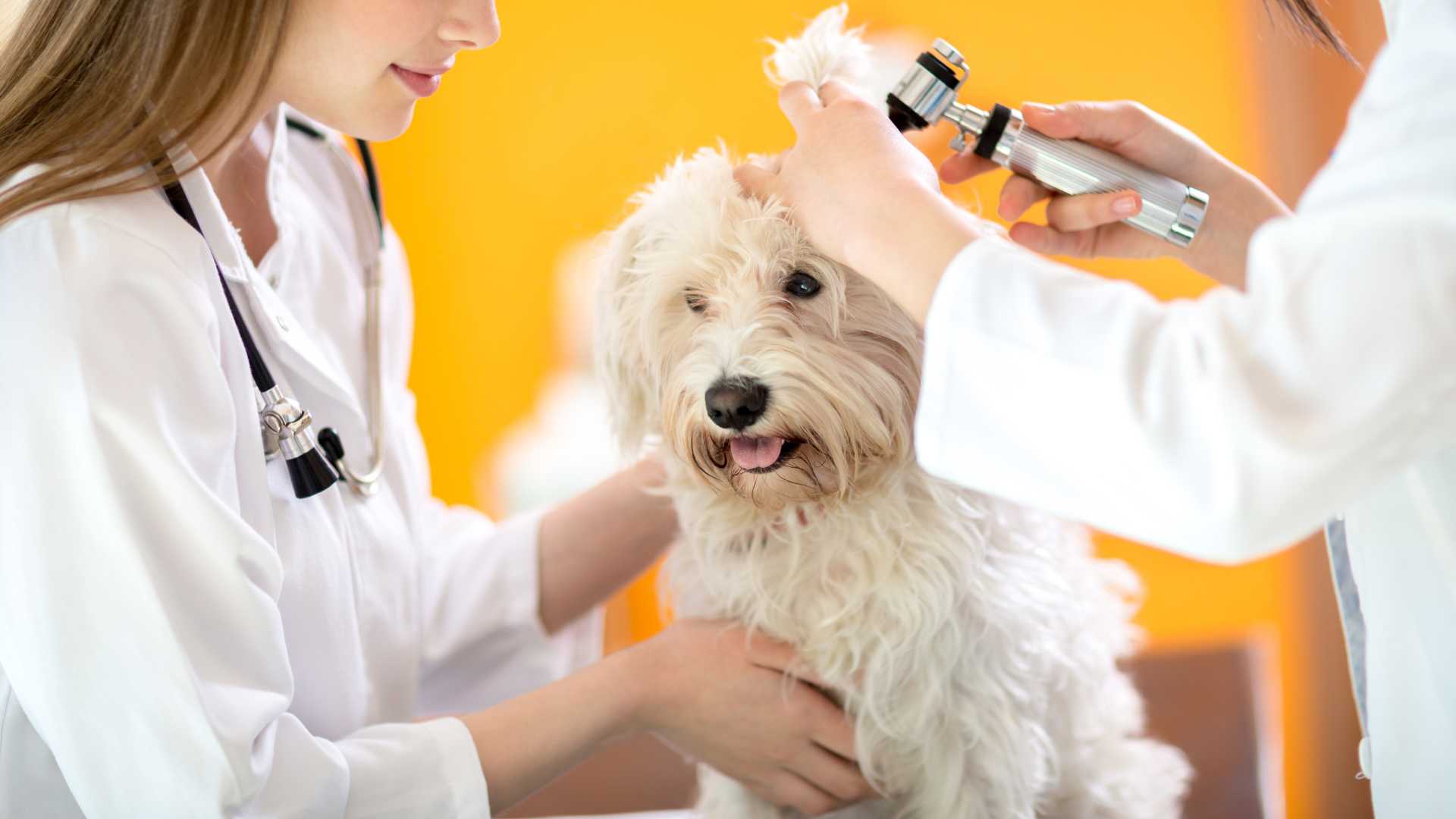 Otitis en Perros: Causas, Síntomas y Tratamiento