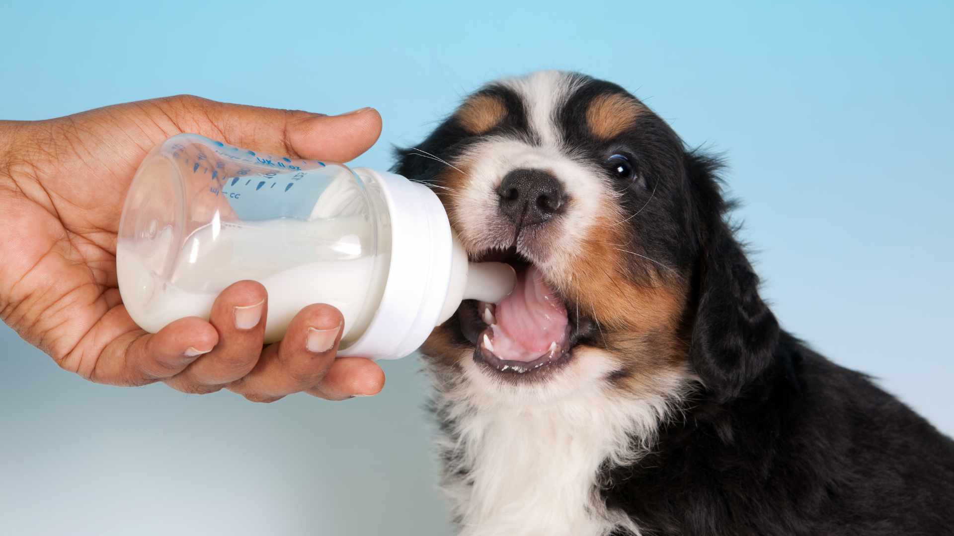 ¿Los Perros Pueden Tomar Leche?