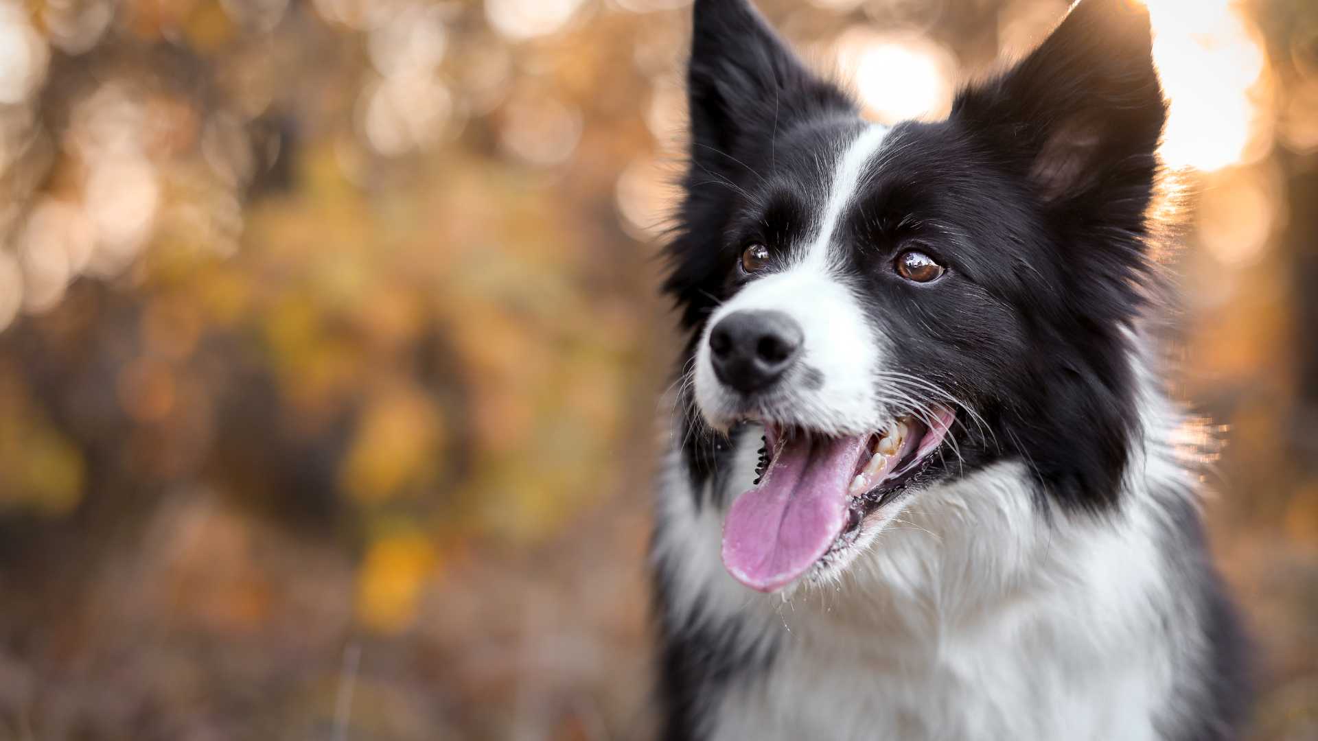 Razas de Perros Más Inteligentes: Lista Completa