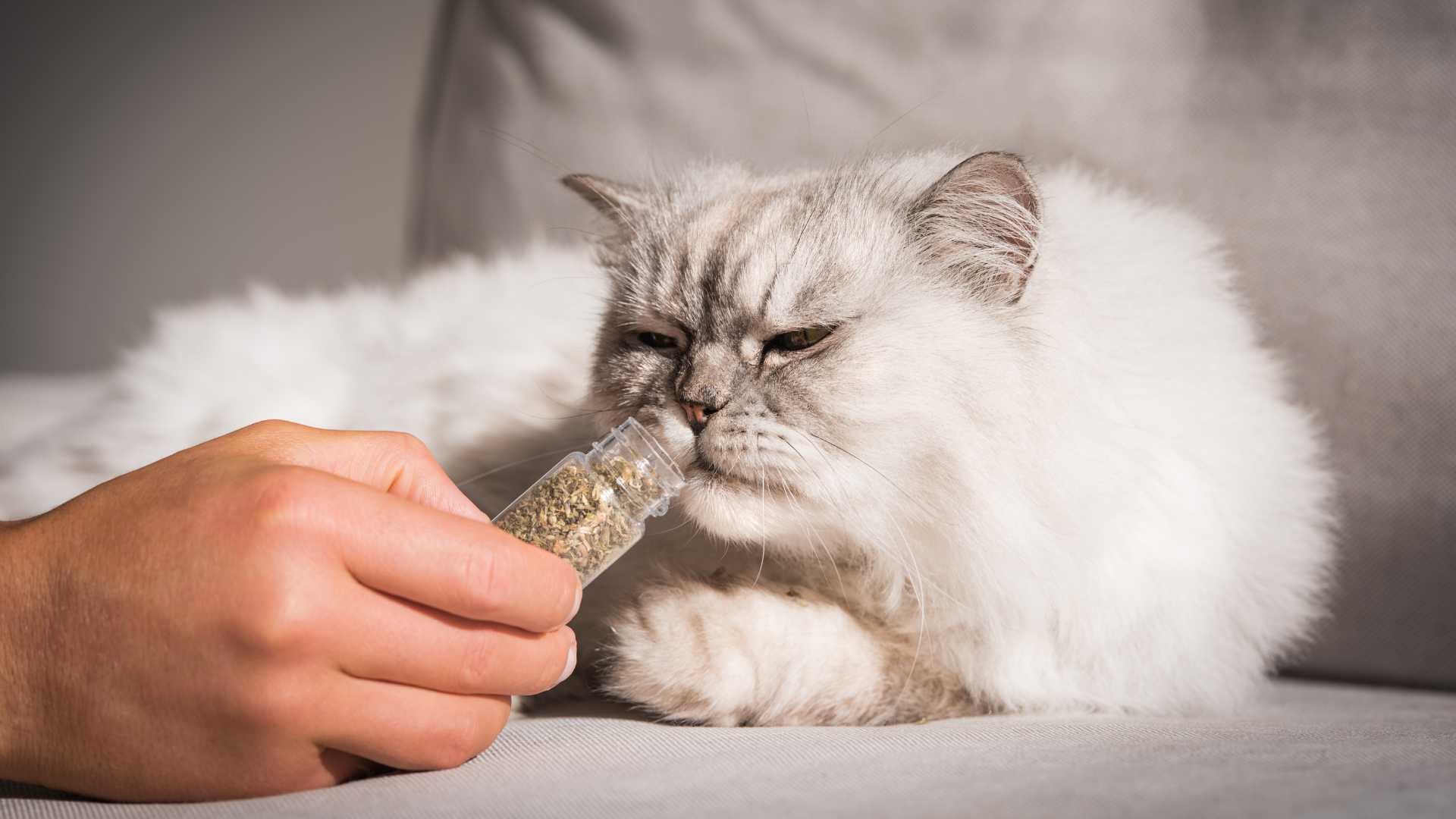 Qué es el Catnip: La Guía Completa para Usarlo