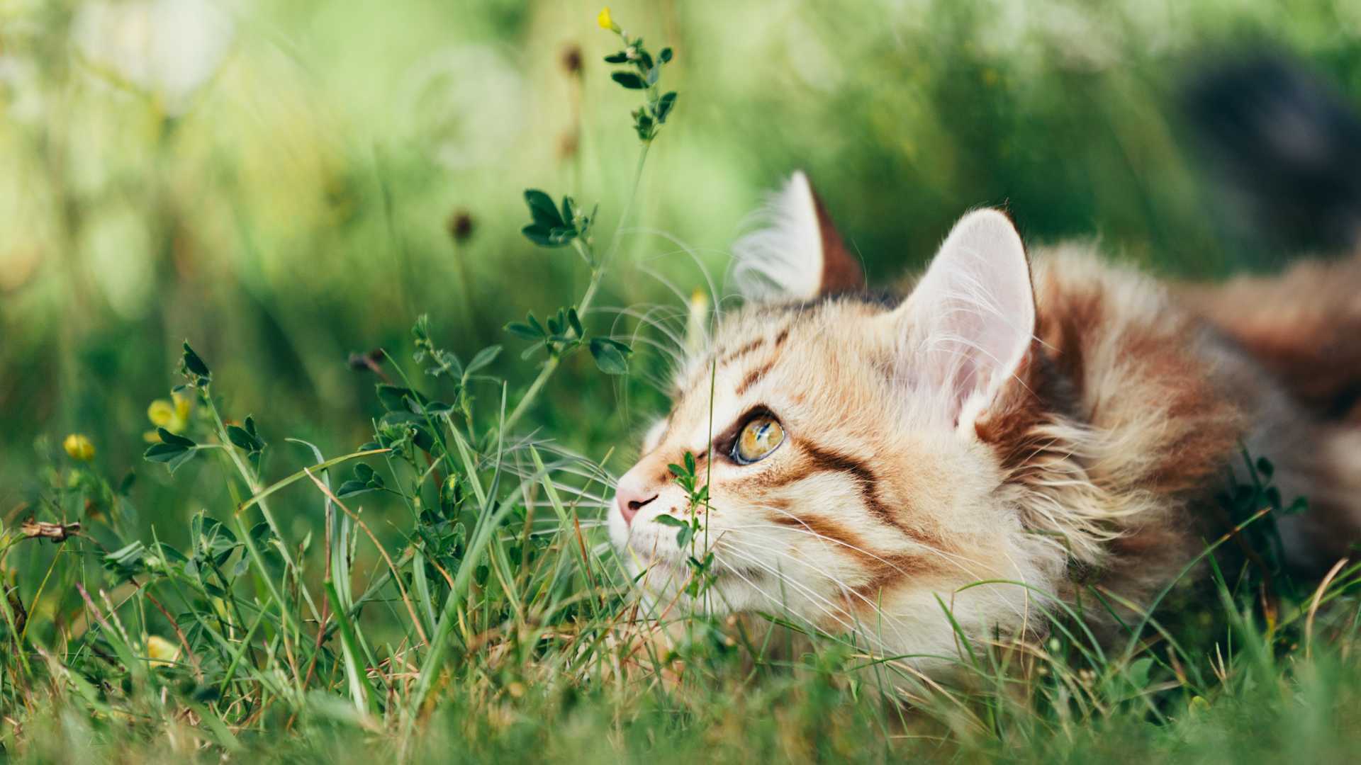 ¿Por Qué los Gatos Comen Pasto? Guía Completa