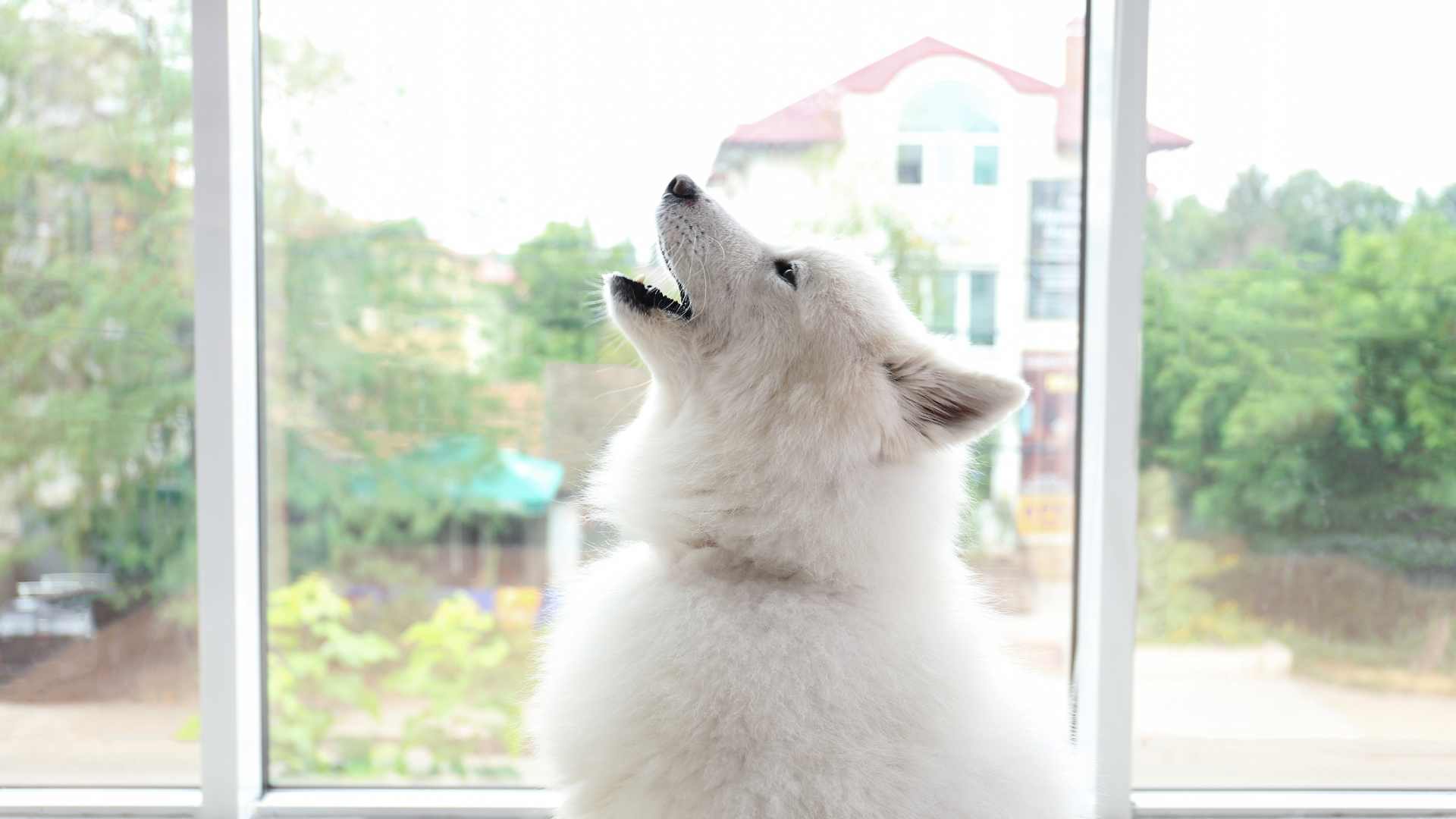 Por Qué Aúllan los Perros: Guía Completa