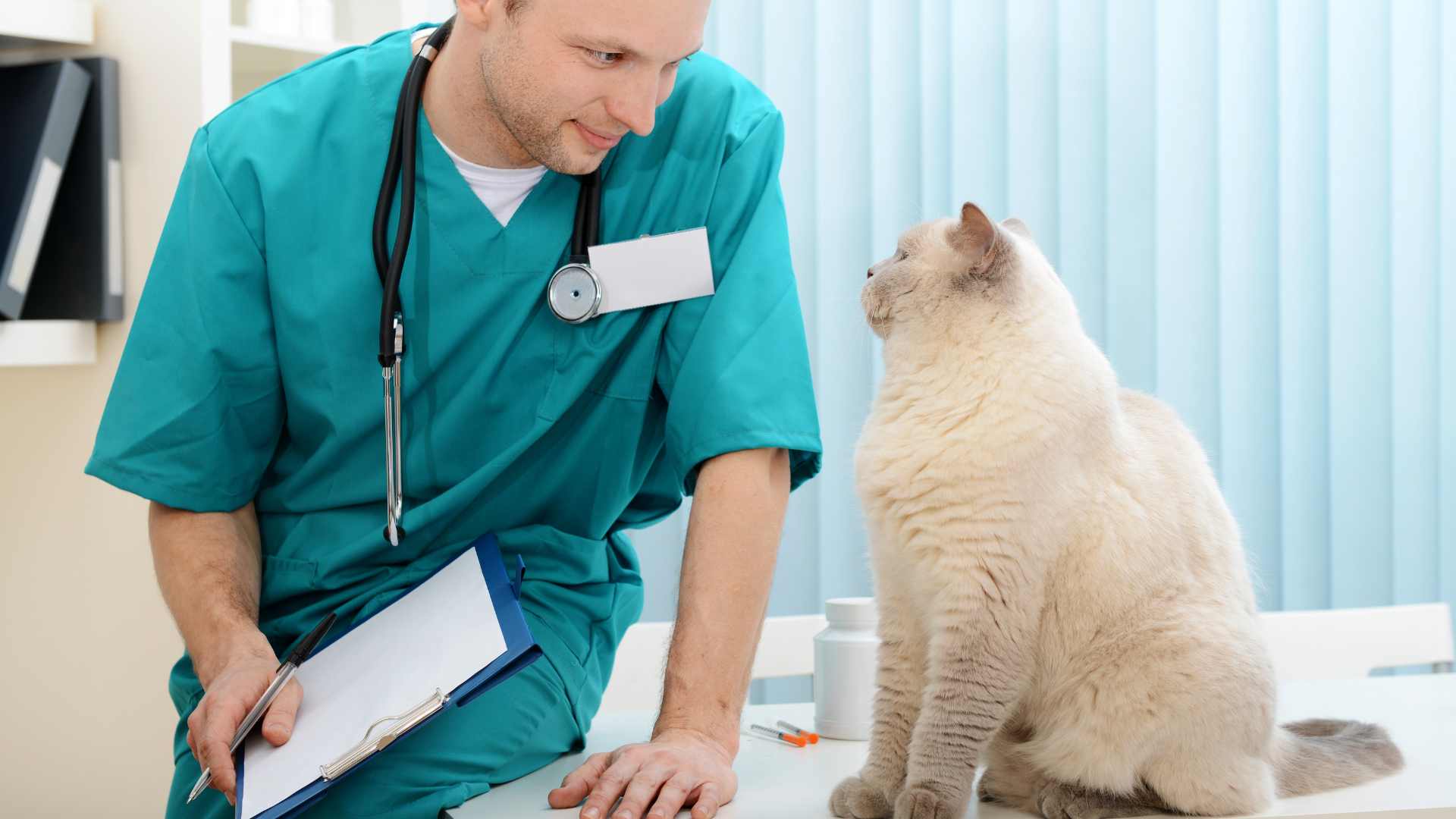 Cómo Desparasitar Gatos: La Guía Completa