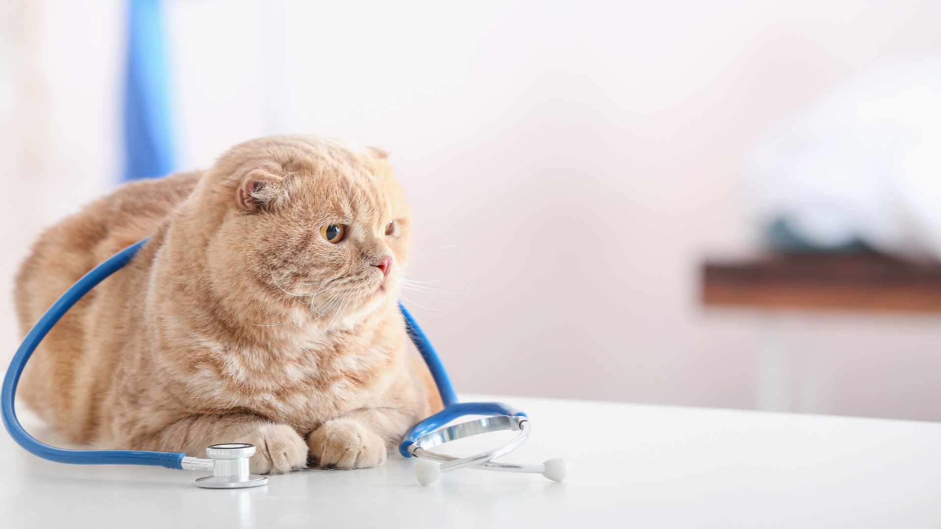 Pelones en Gatos: Causas, Síntomas y Tratamiento