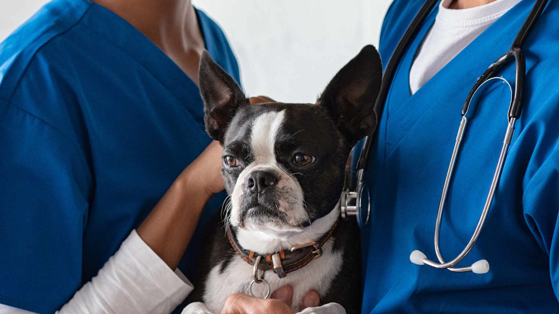 Quiste en Perros: Causas, Síntomas y Tratamiento