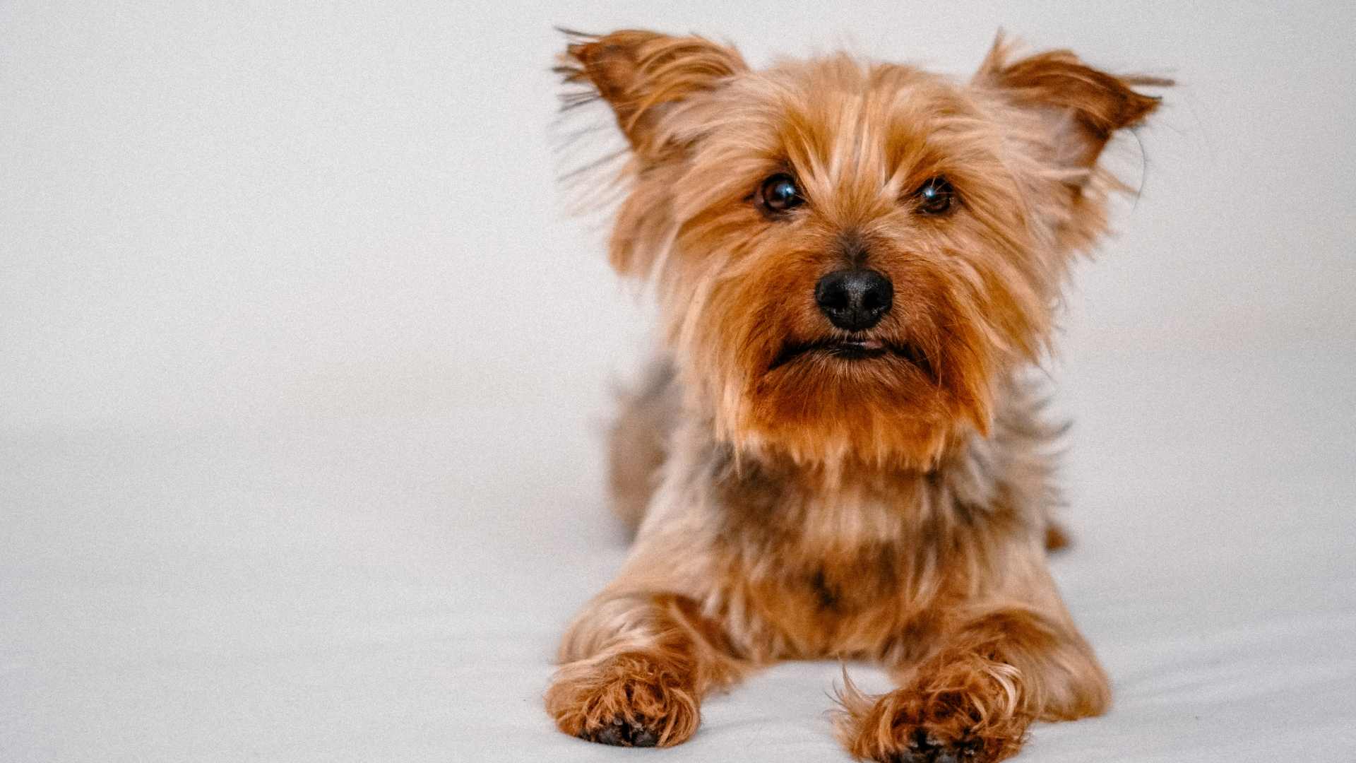 Tipos de Corte de Pelo para Yorkshire: Opciones