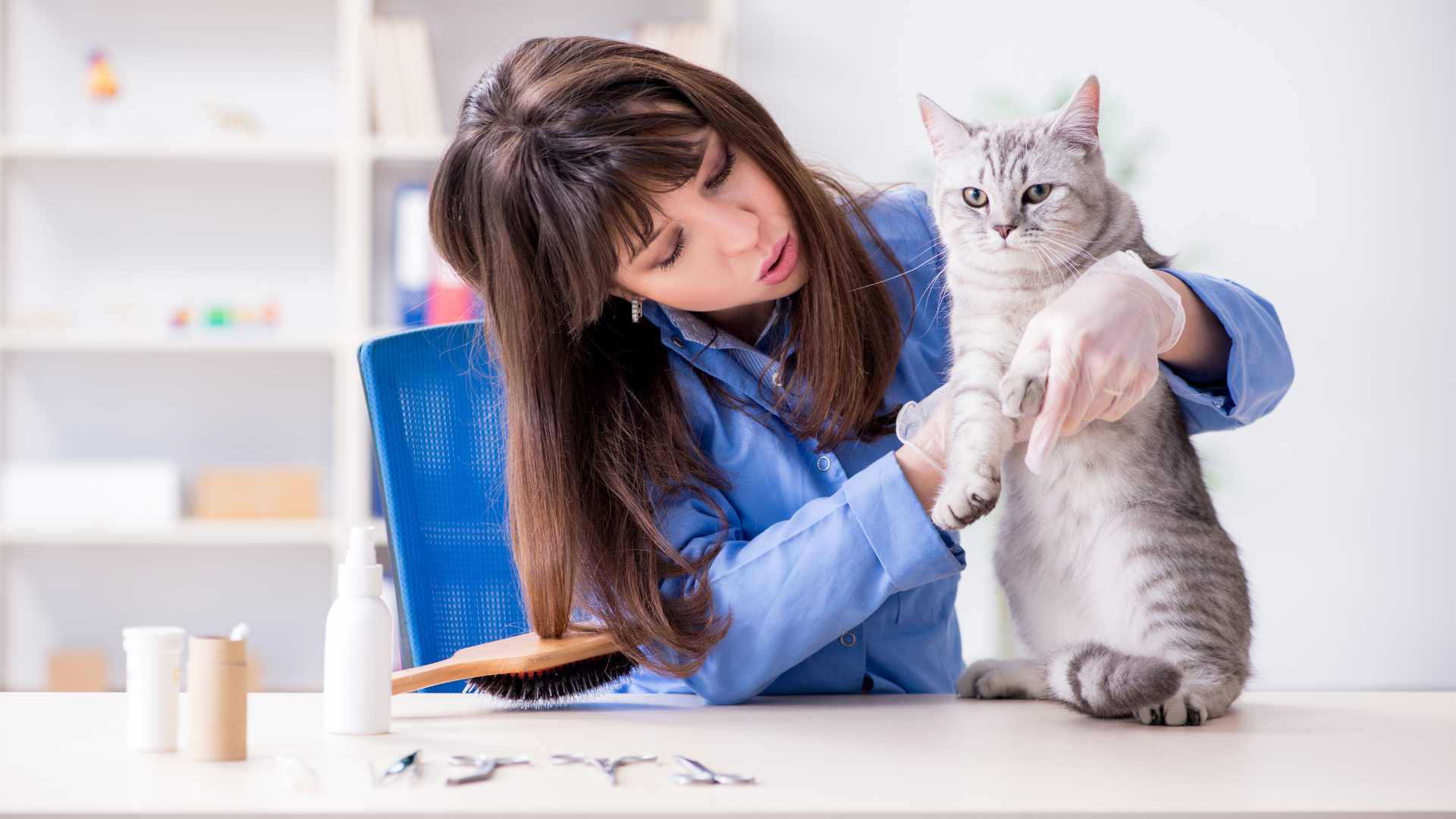 Antibióticos para Gatos Resfriados: Qué Darle