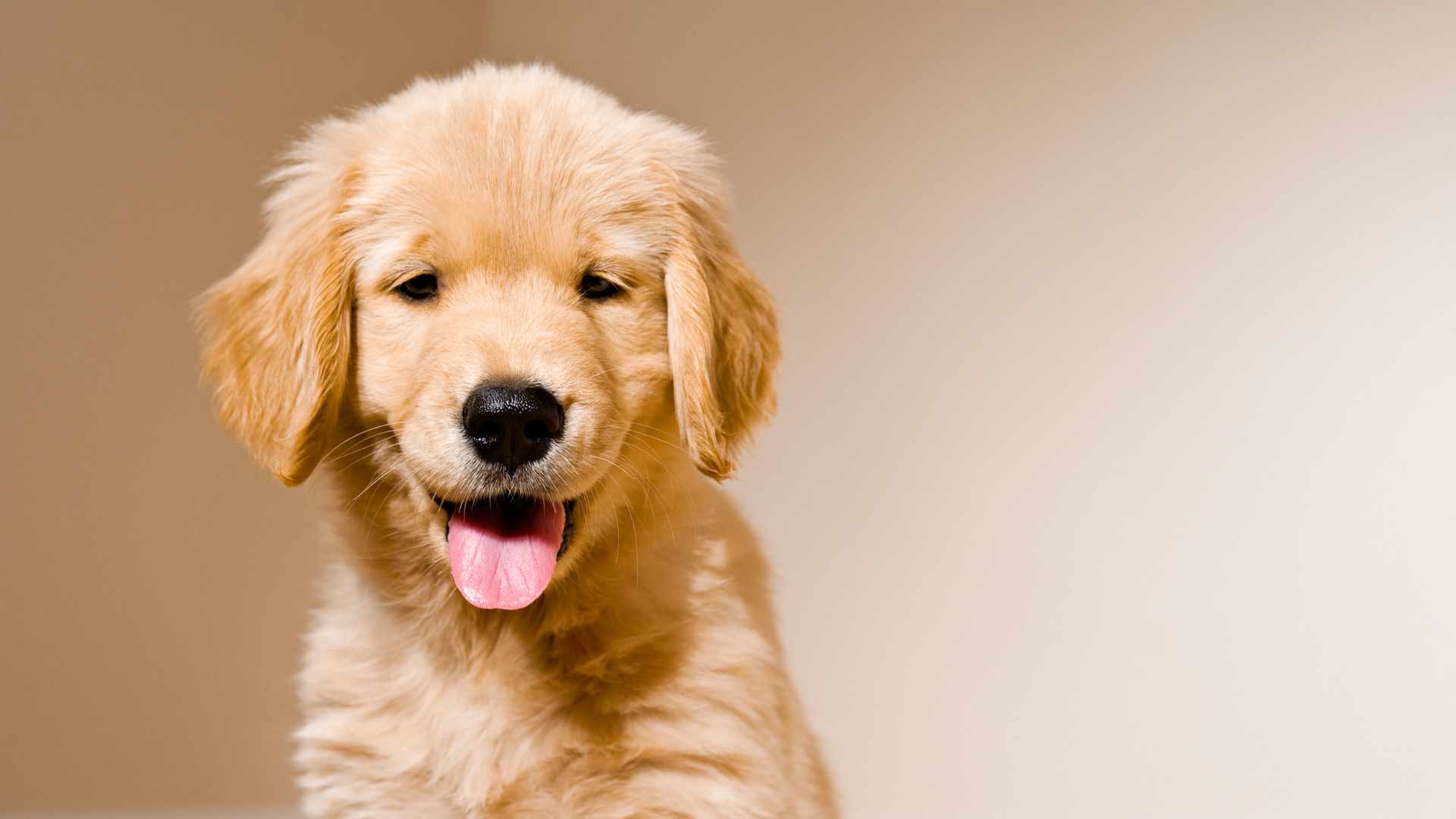 Tipos de Golden Retriever: Guía Completa