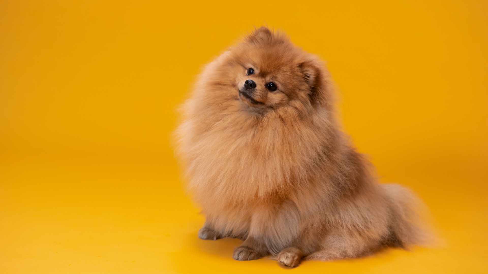 Las Razas de Perros Peludos Más Populares