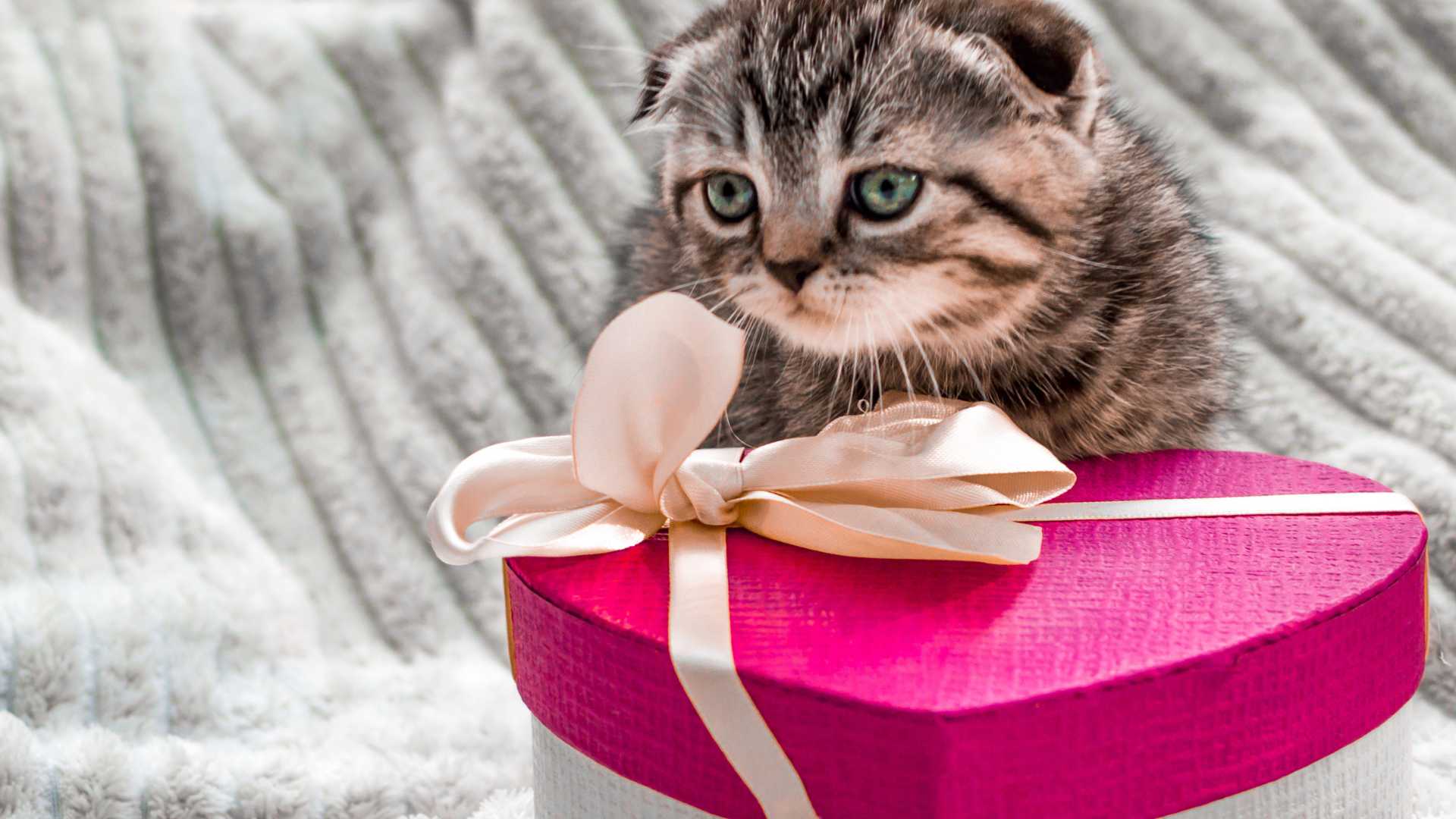 Nombres para Gatas Elegantes: +100 Ideas