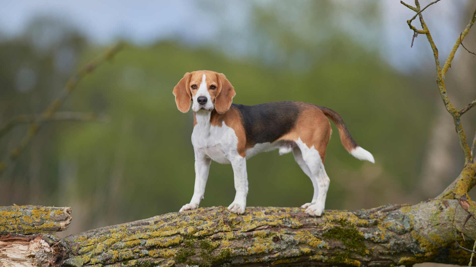 Beagle Enano: Todo Sobre esta Raza de Perro