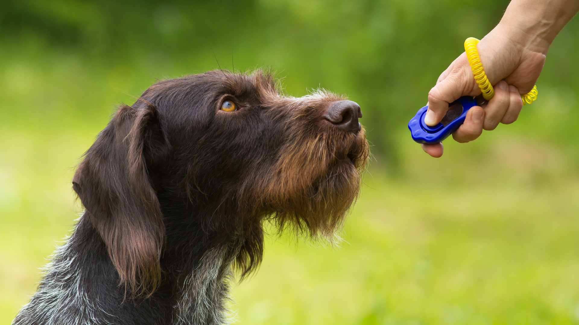 La Guía Completa sobre el Adiestramiento Canino