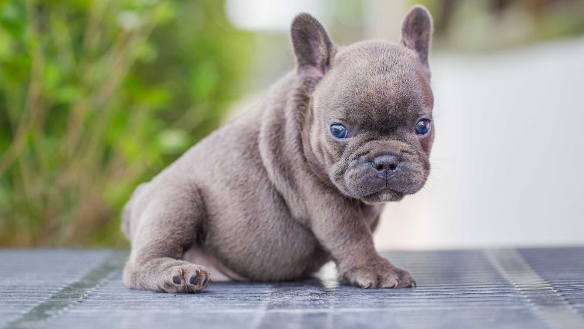 Bulldog Francés Blue: Todo Sobre Esta Raza