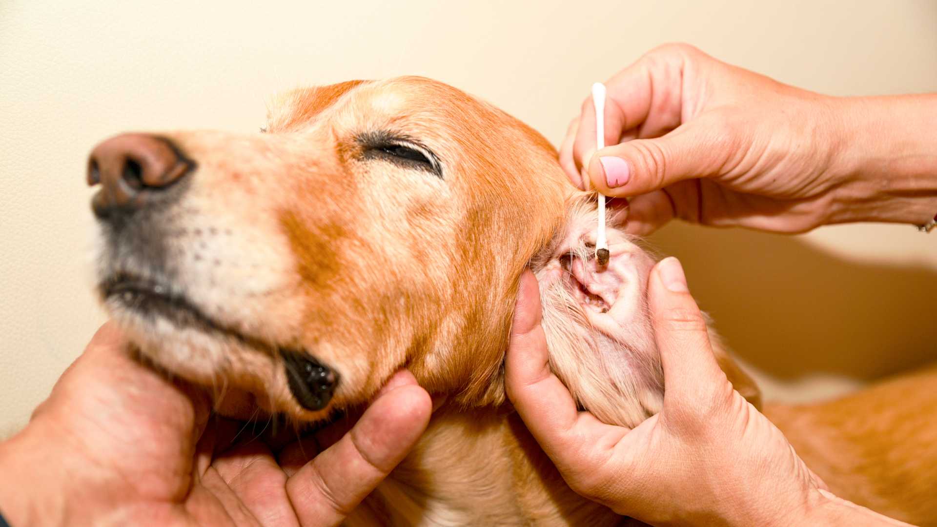 Cómo Saber si mi Perro Tiene Otitis