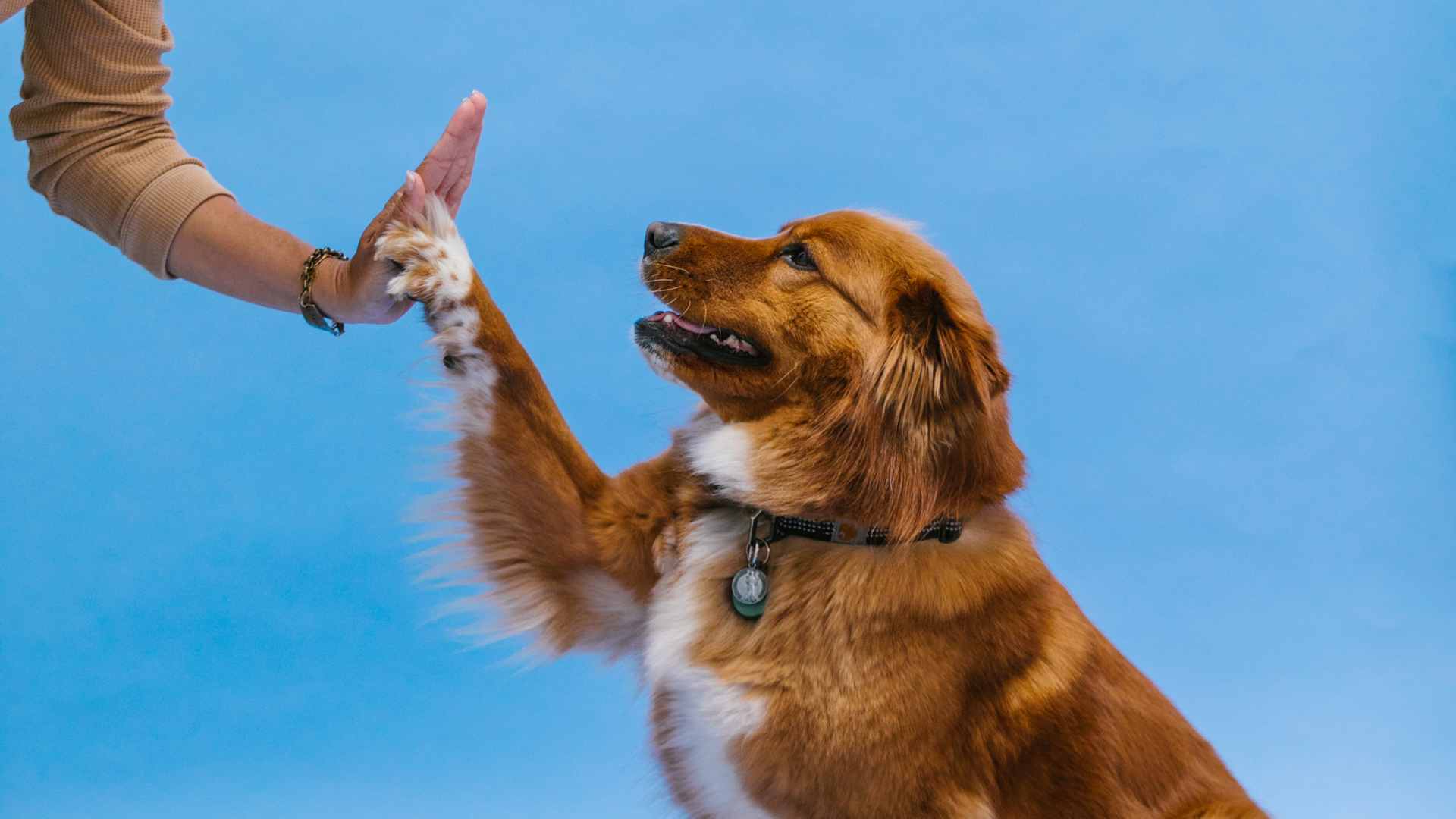 Psicólogo de Perros: 5 Motivos por los que Necesitas Uno