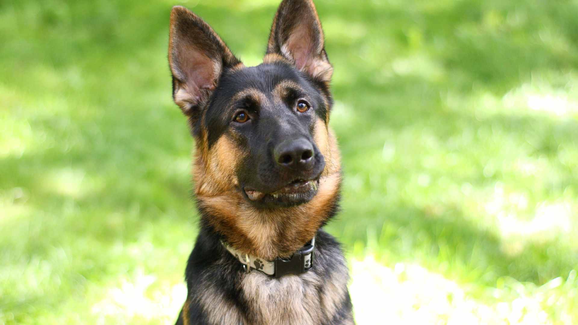 Nombres para Perritas Pastor Alemán: Las Mejores Ideas