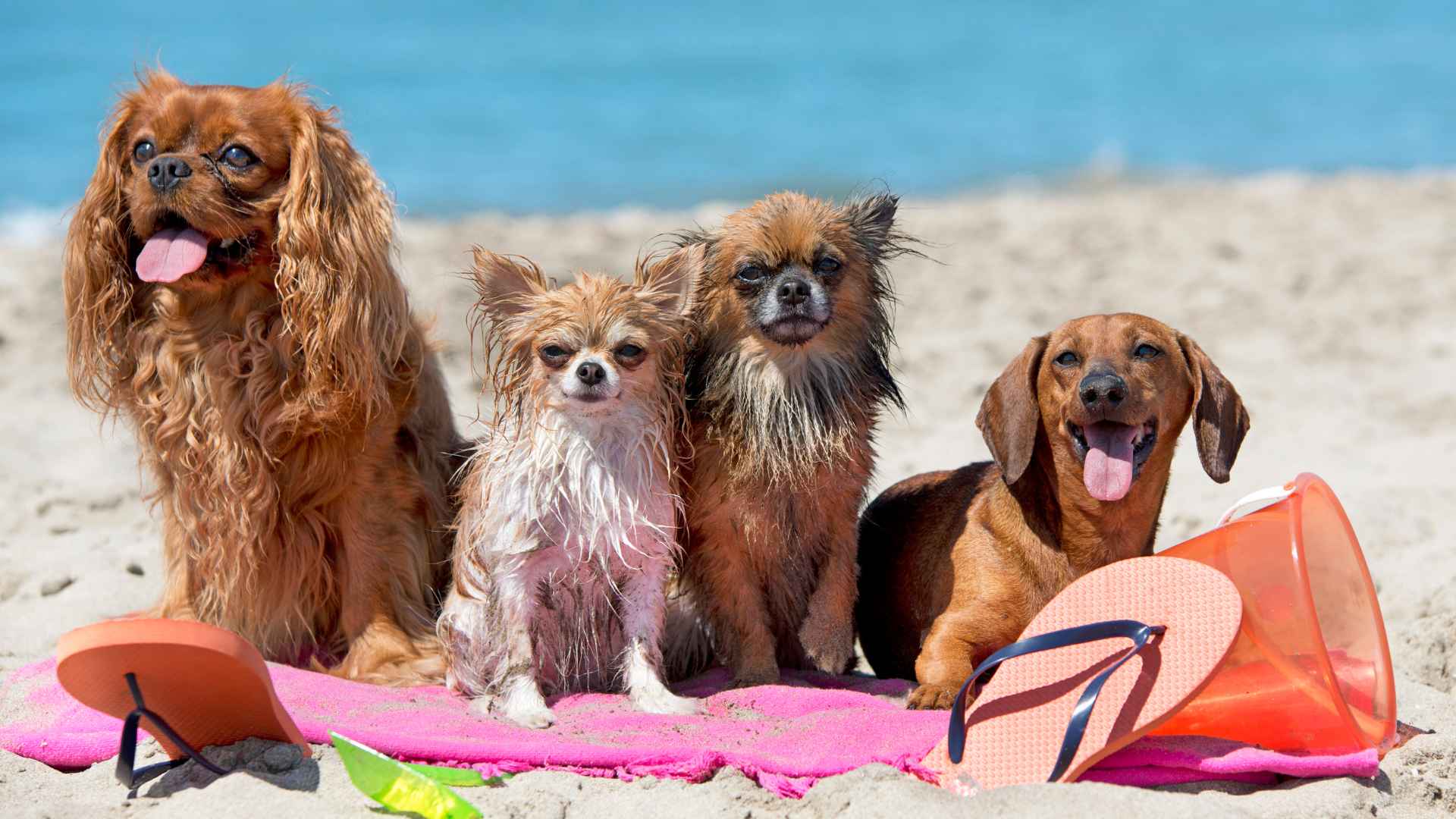 Cómo Afrontar el Calor con tu Mascota
