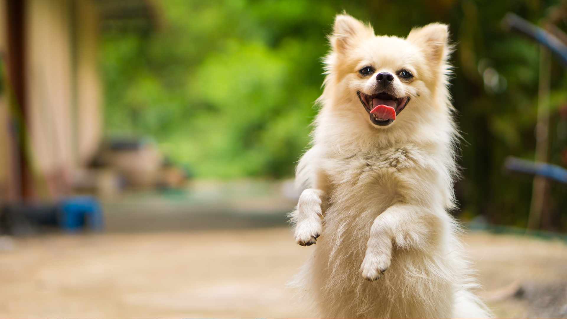 Por Qué mi Perro se Para en Dos Patas Sobre Mí